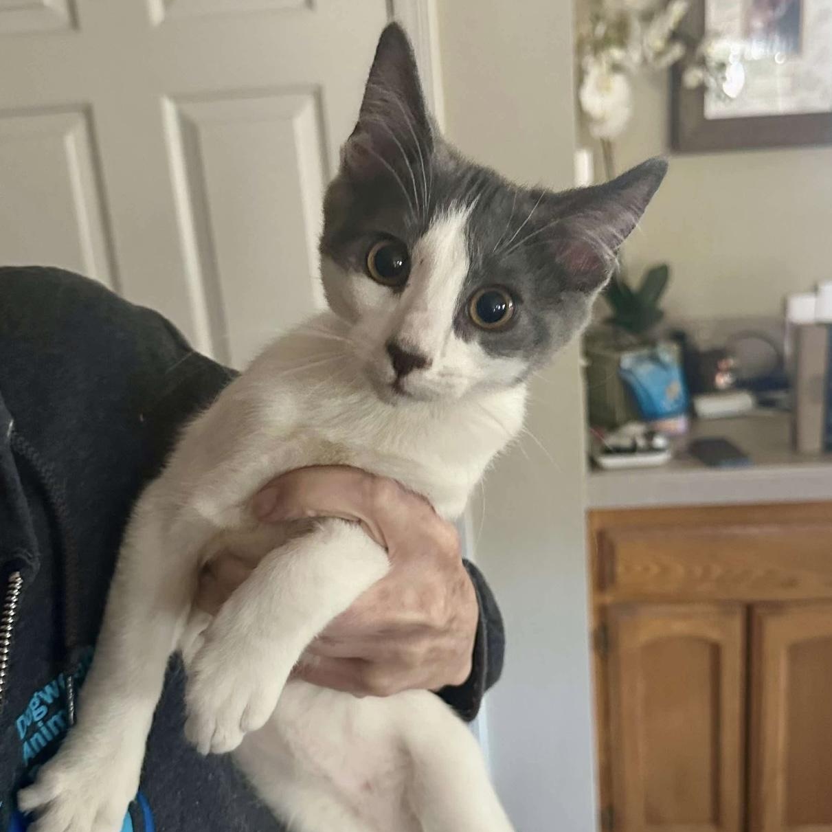 Willy, Adoptable, Kitten Male Domestic Short Hair.