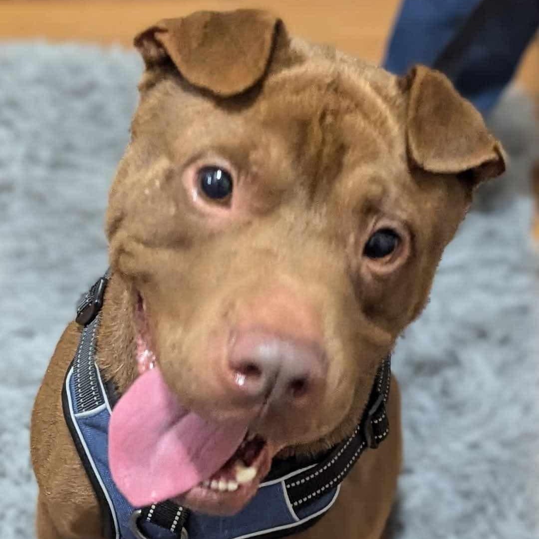 Enlarge TATUM, a Adoptable mixed breed in Cameron, NC image 1/1