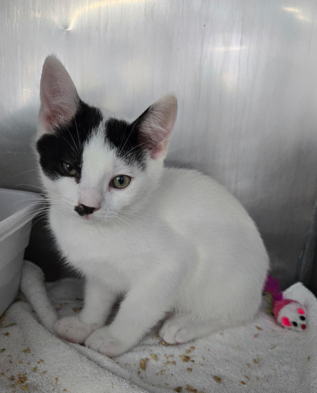George Jones, a ADOPTABLE Domestic Short Hair in Mount Vernon, OH image 1/3