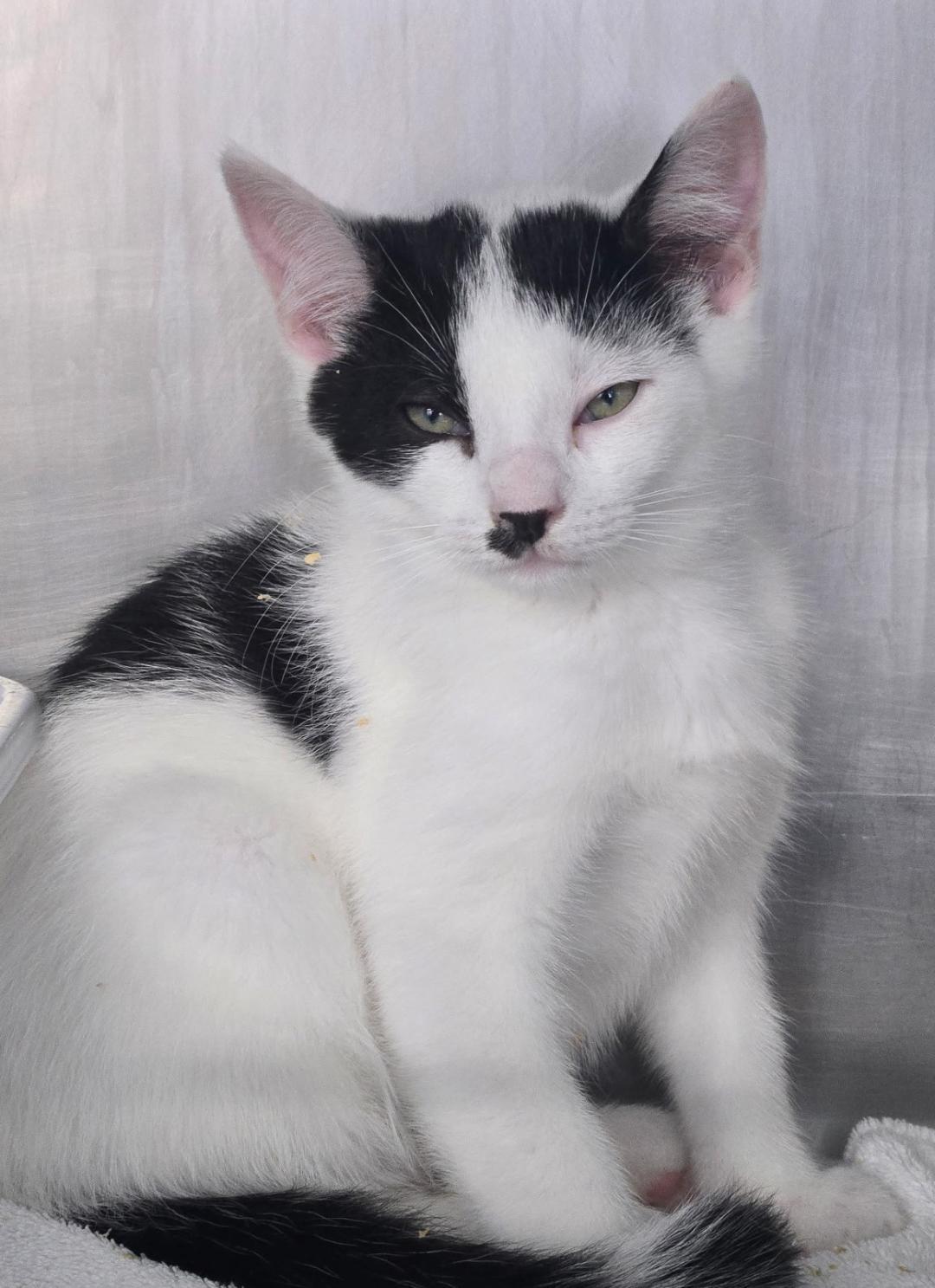 George Jones, a ADOPTABLE Domestic Short Hair in Mount Vernon, OH image 2/3