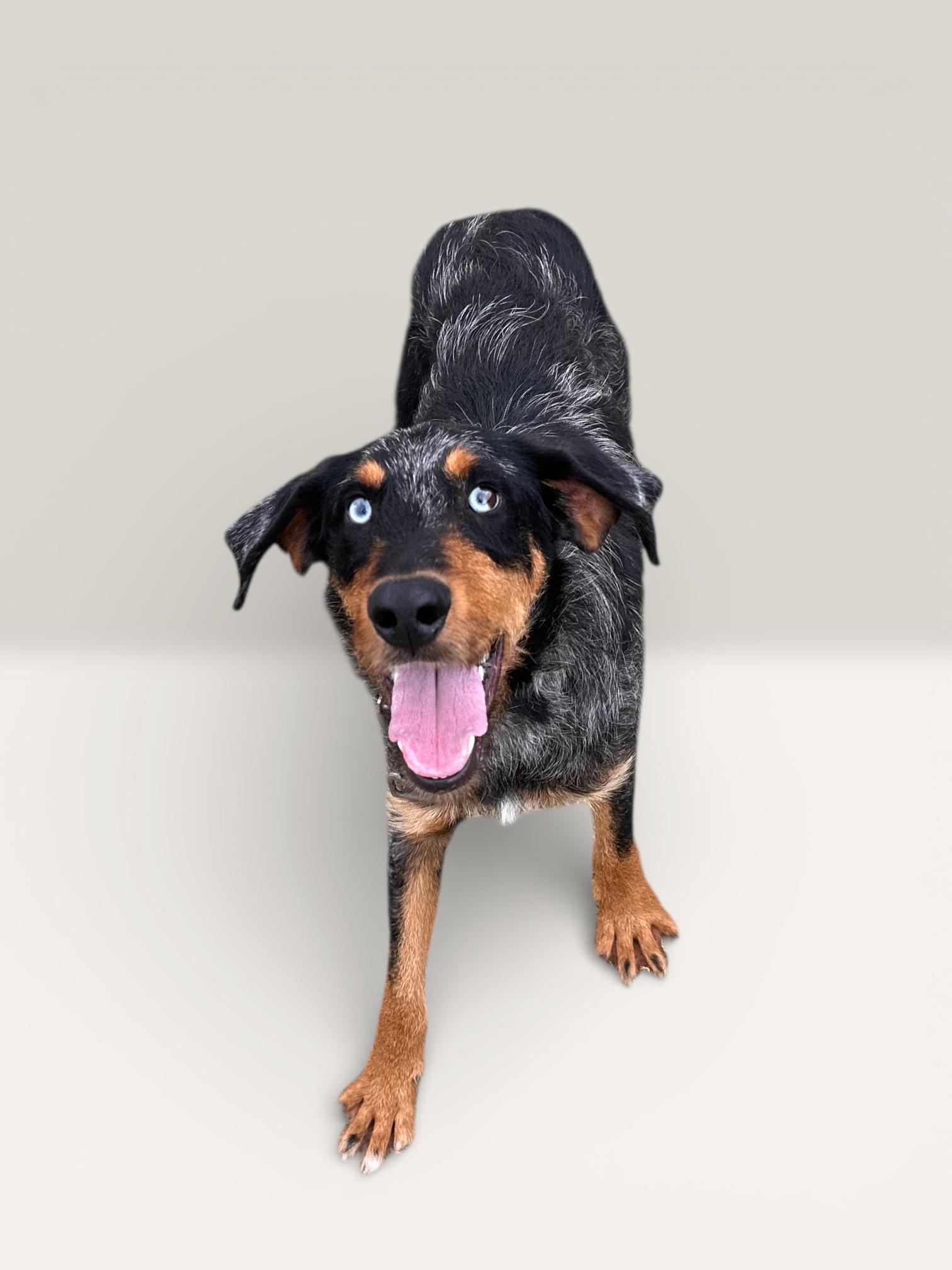 Enlarge Shaggy, a ADOPTABLE mixed breed in Troy, AL image 2/3