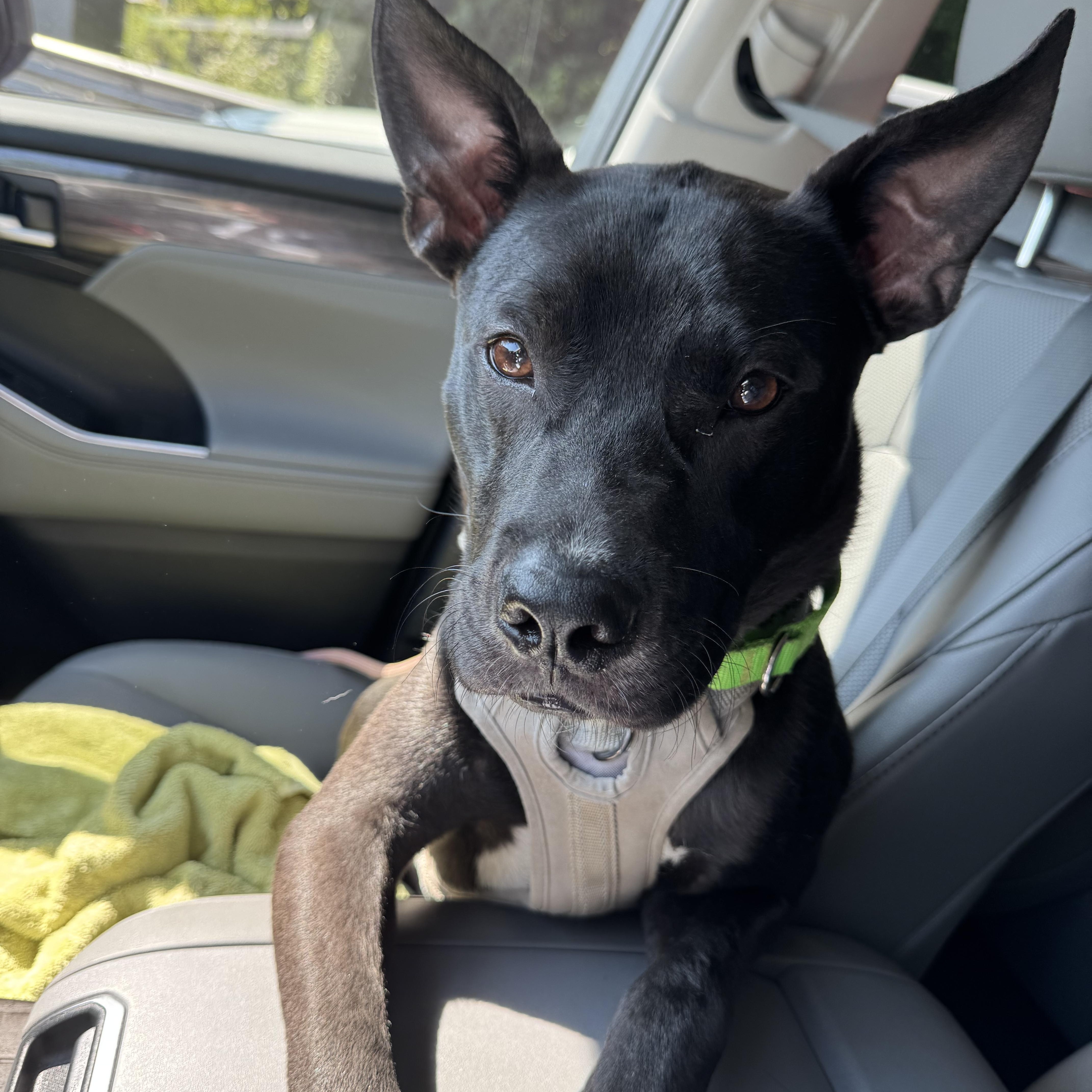 River, adoptable, Young Male Shepherd & American Staffordshire Terrier.