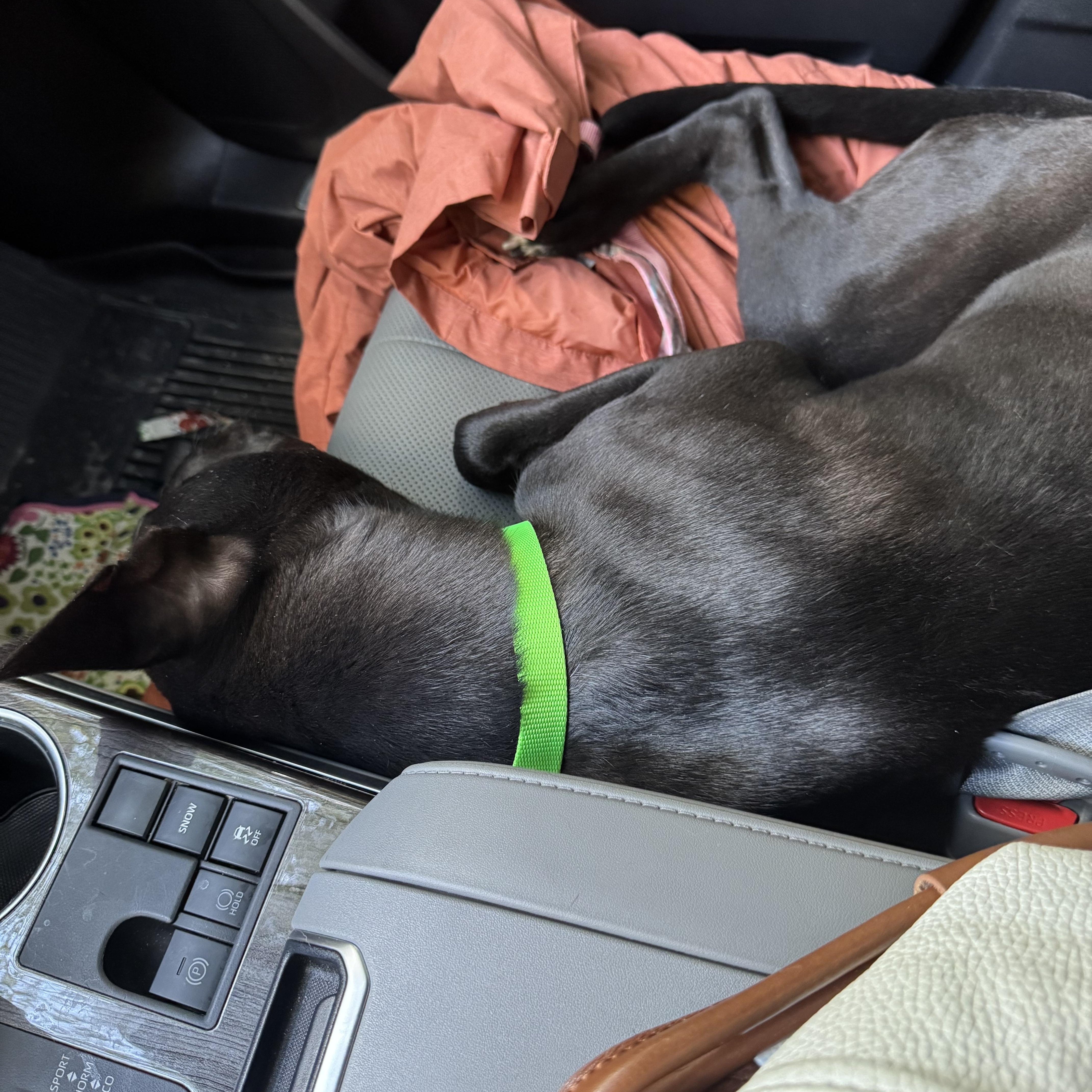 Enlarge River, an adoptable mixed breed in Roswell, GA image 2/4