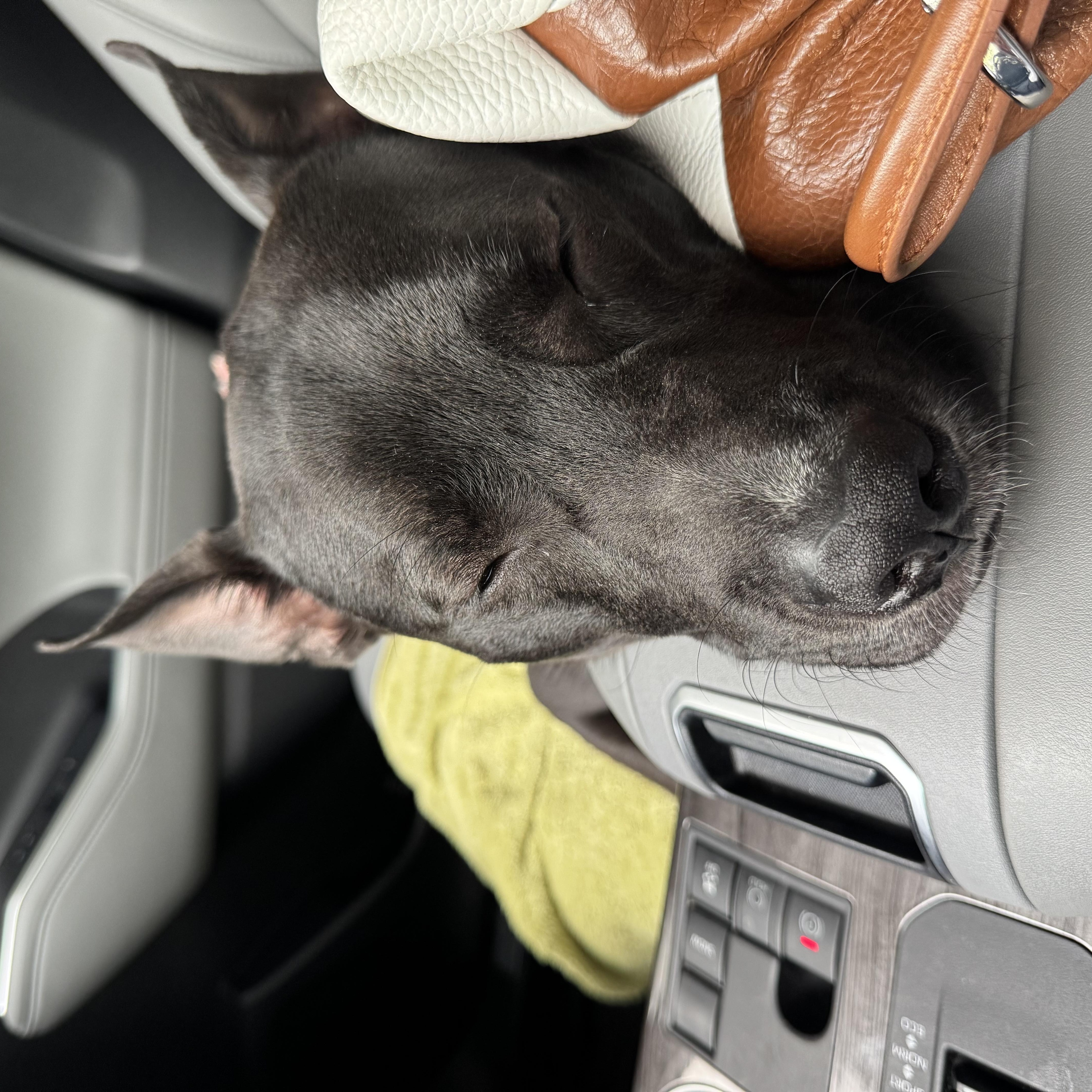 Enlarge River, an adoptable mixed breed in Roswell, GA image 3/4