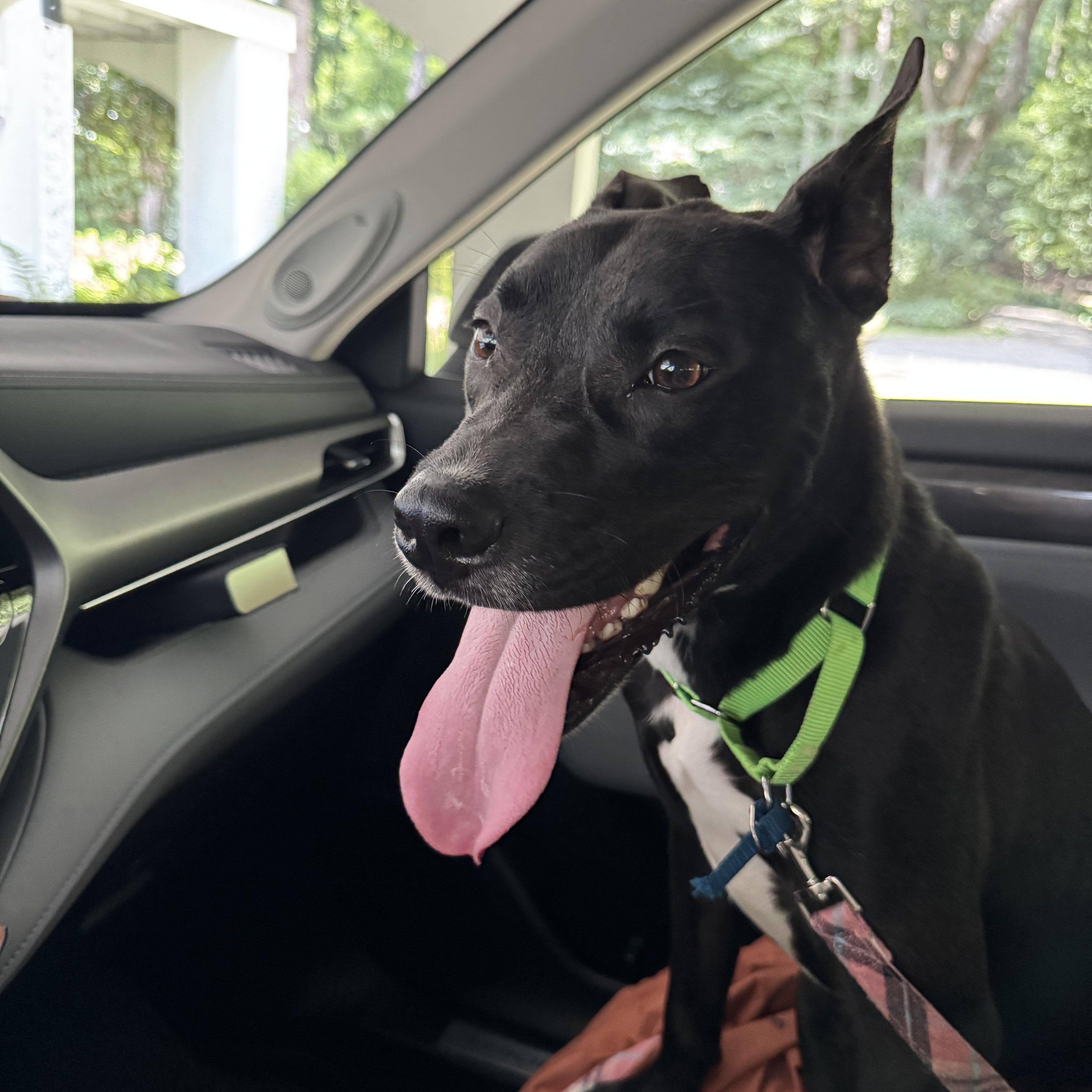 Enlarge River, an adoptable mixed breed in Roswell, GA image 4/4