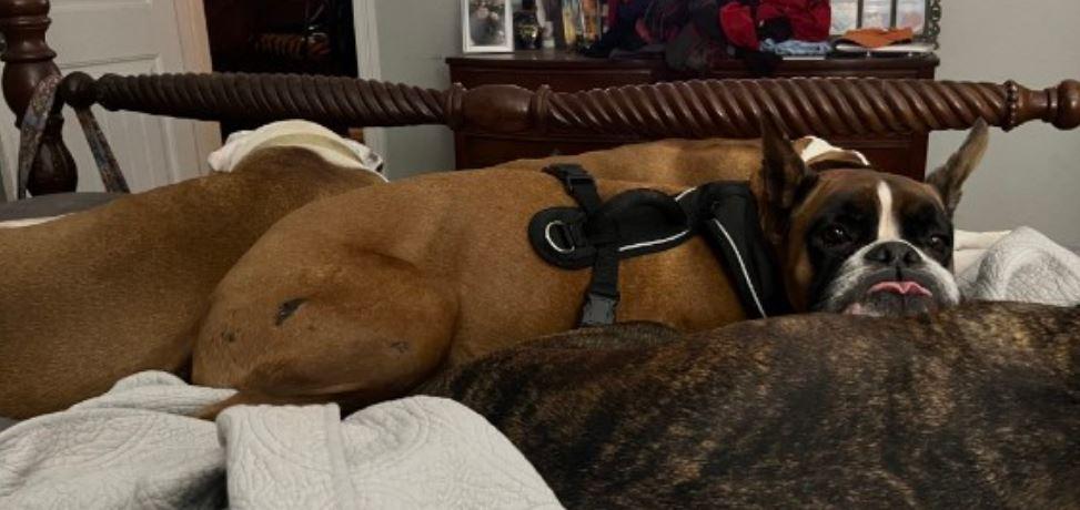 Mongo, an adopted Boxer in Amory, MS image 3/3