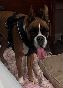 Mongo, an adopted Boxer in Amory, MS image 2/3