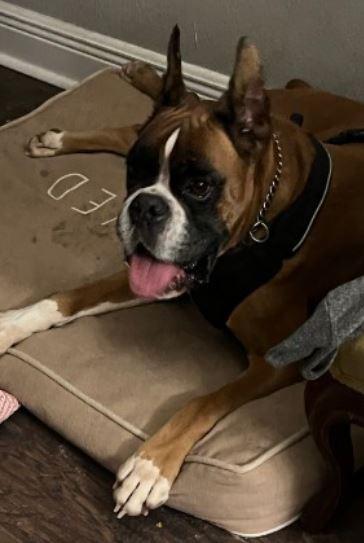 Mongo, an adopted Boxer in Amory, MS image 1/3