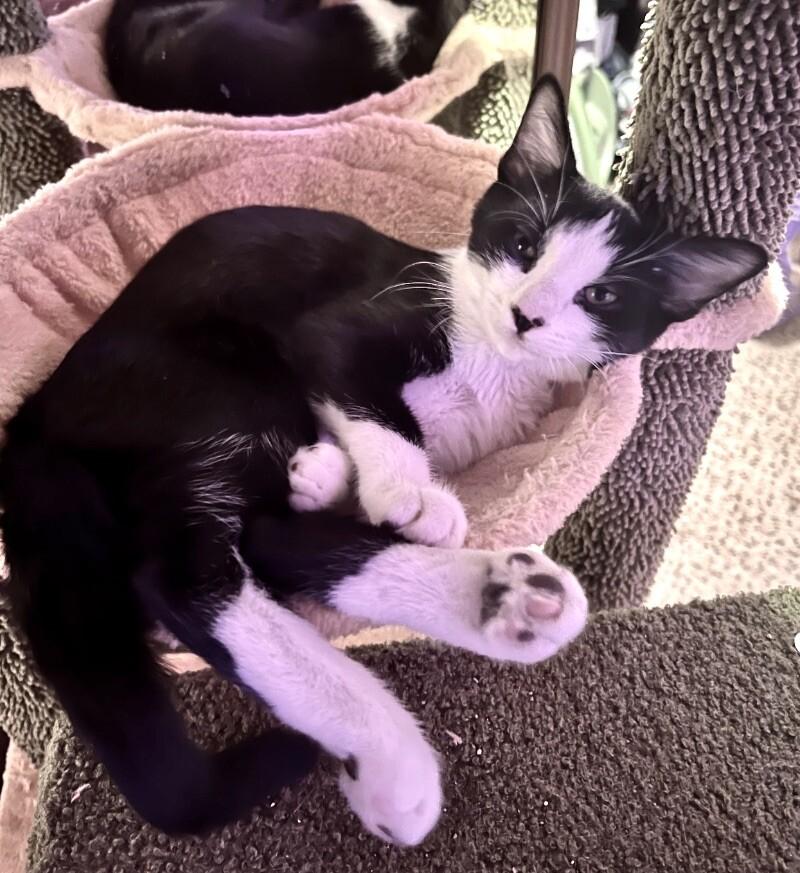 Brom - ⭐️PROMOTION⭐️ BONDED to Saphira - Eragon Litter, Adoptable, Young Male Tuxedo.
