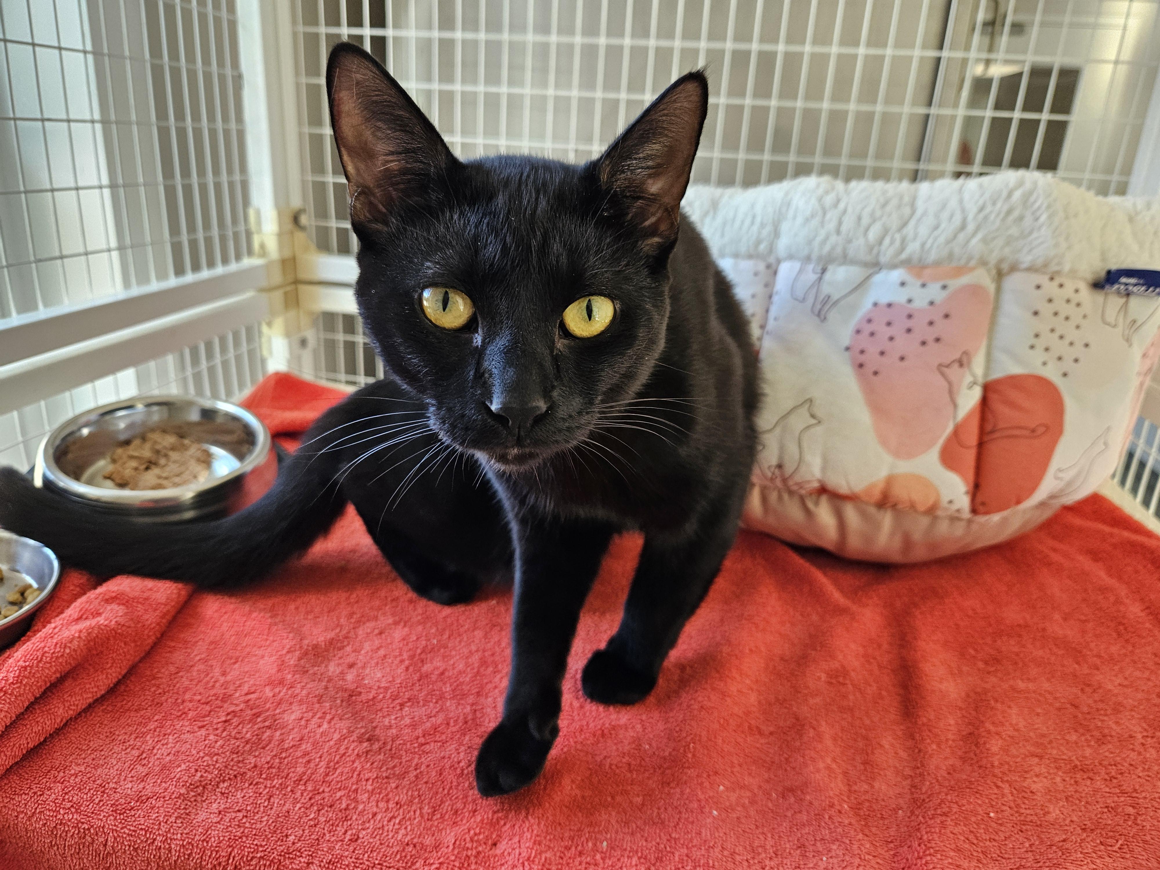 Gordo, Adoptable, Young Male Domestic Short Hair.