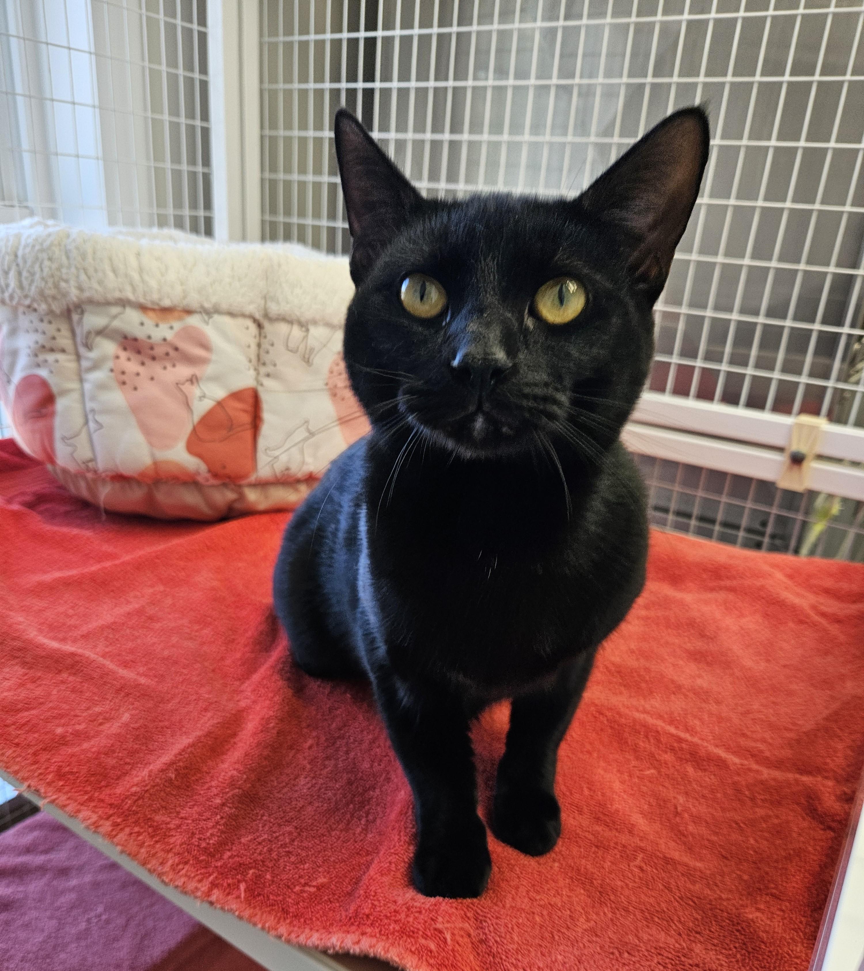 Enlarge Gordo, a Adoptable Domestic Short Hair in Medfield, MA image 2/4