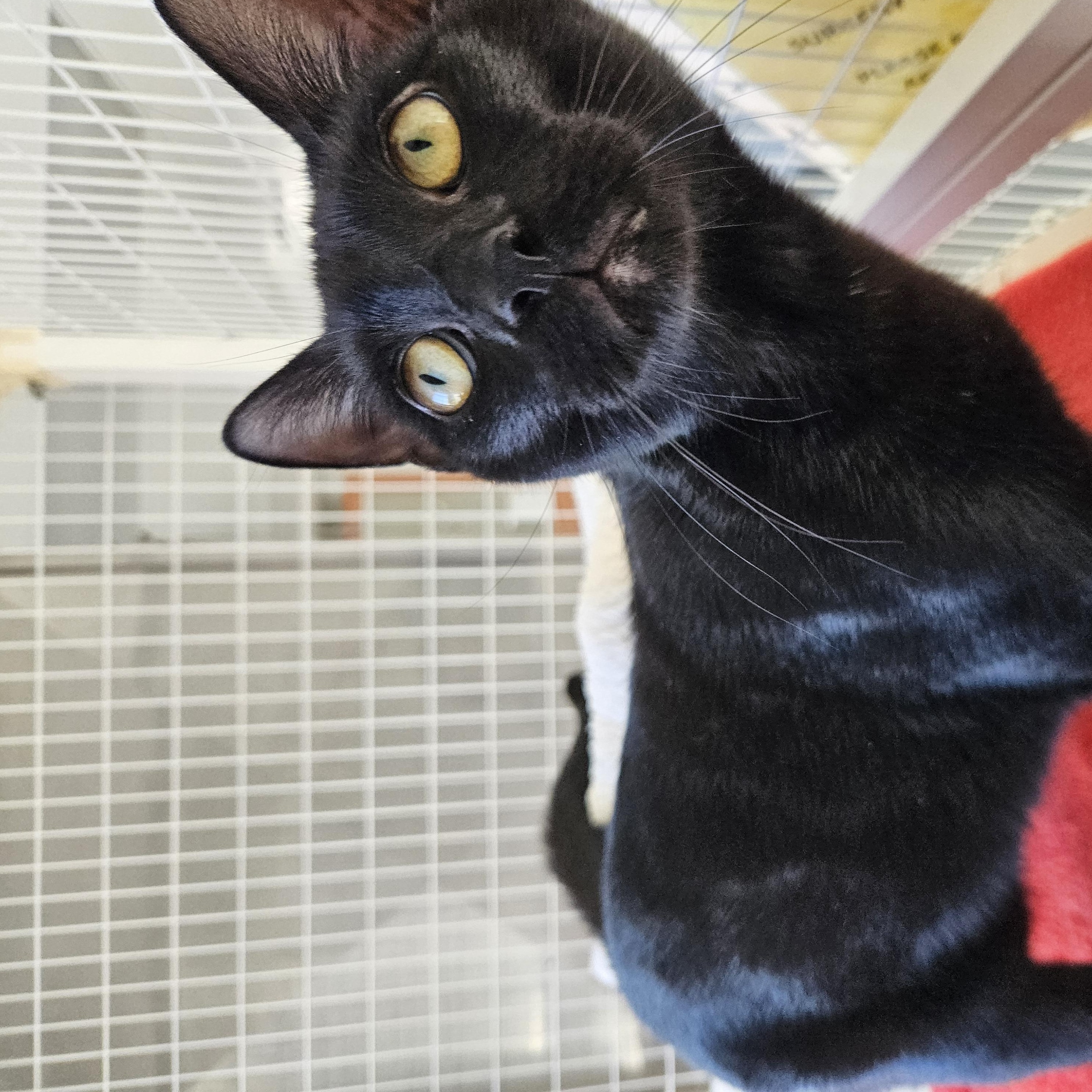 Enlarge Gordo, a Adoptable Domestic Short Hair in Medfield, MA image 3/4