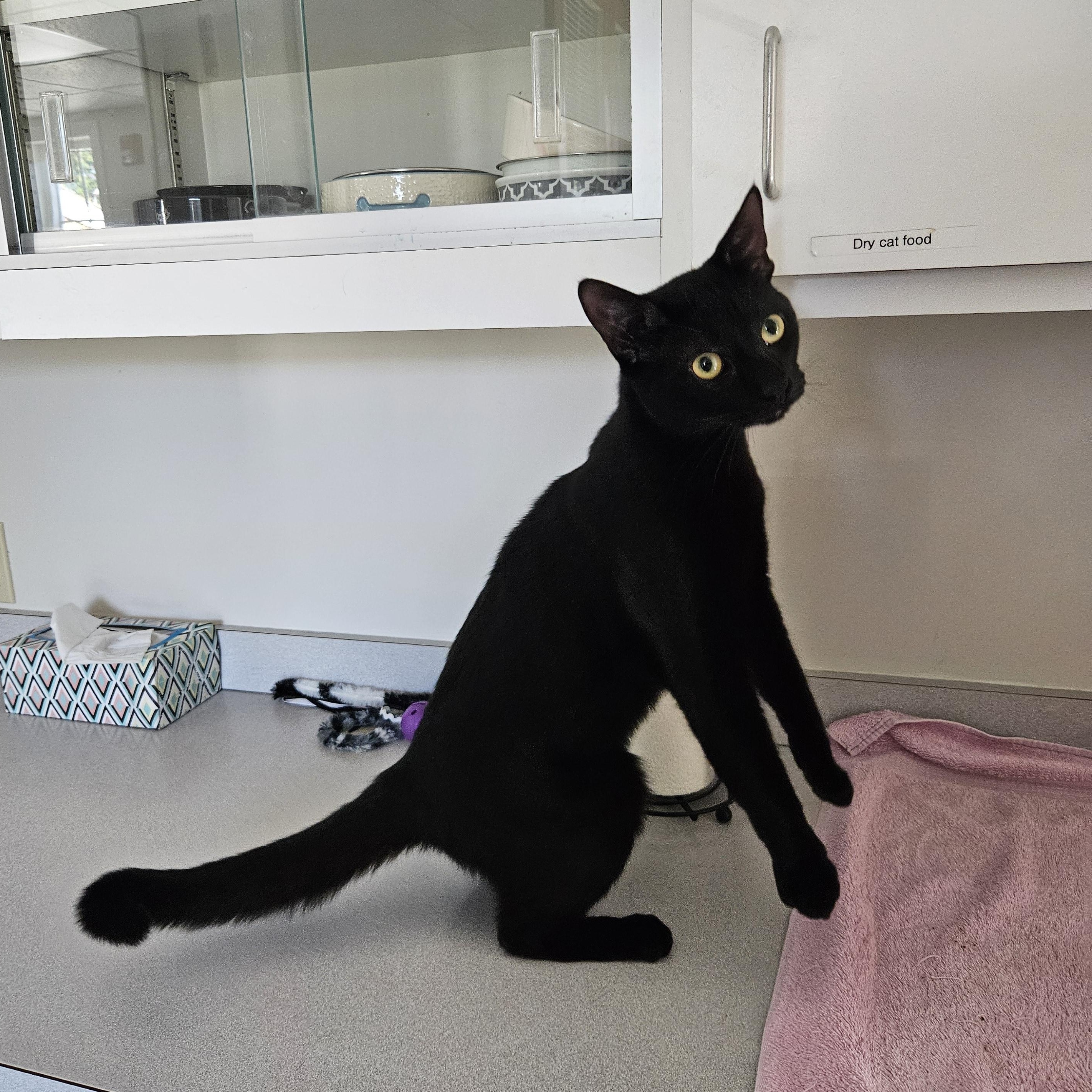 Enlarge Gordo, a Adoptable Domestic Short Hair in Medfield, MA image 4/4
