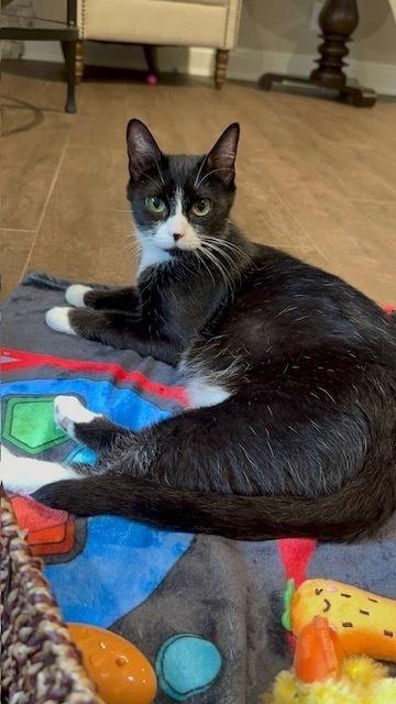 Enlarge Baby, a Adoptable American Shorthair in Ronkonkoma, NY image 1/2