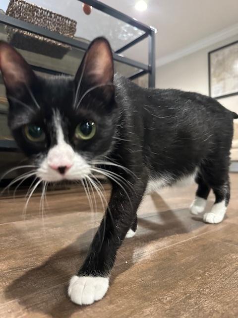 Enlarge Baby, a Adoptable American Shorthair in Ronkonkoma, NY image 2/2