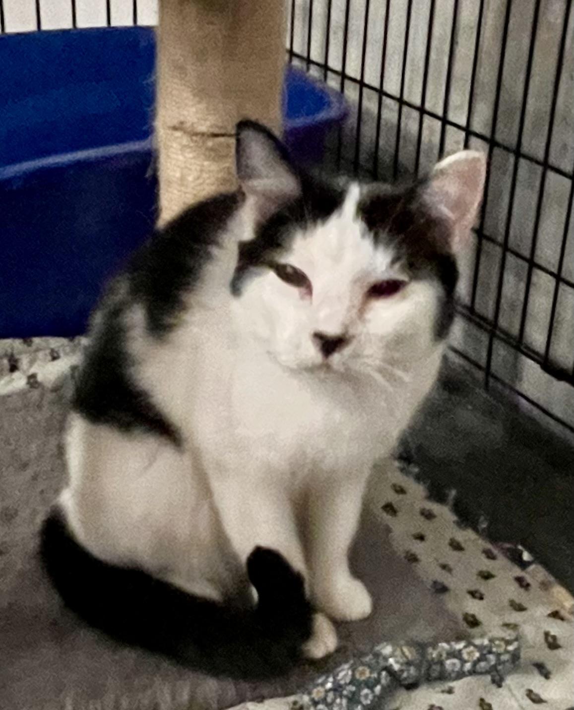 Enlarge DAZZLE, a Adoptable Domestic Short Hair in Lake Ozark, MO image 1/2