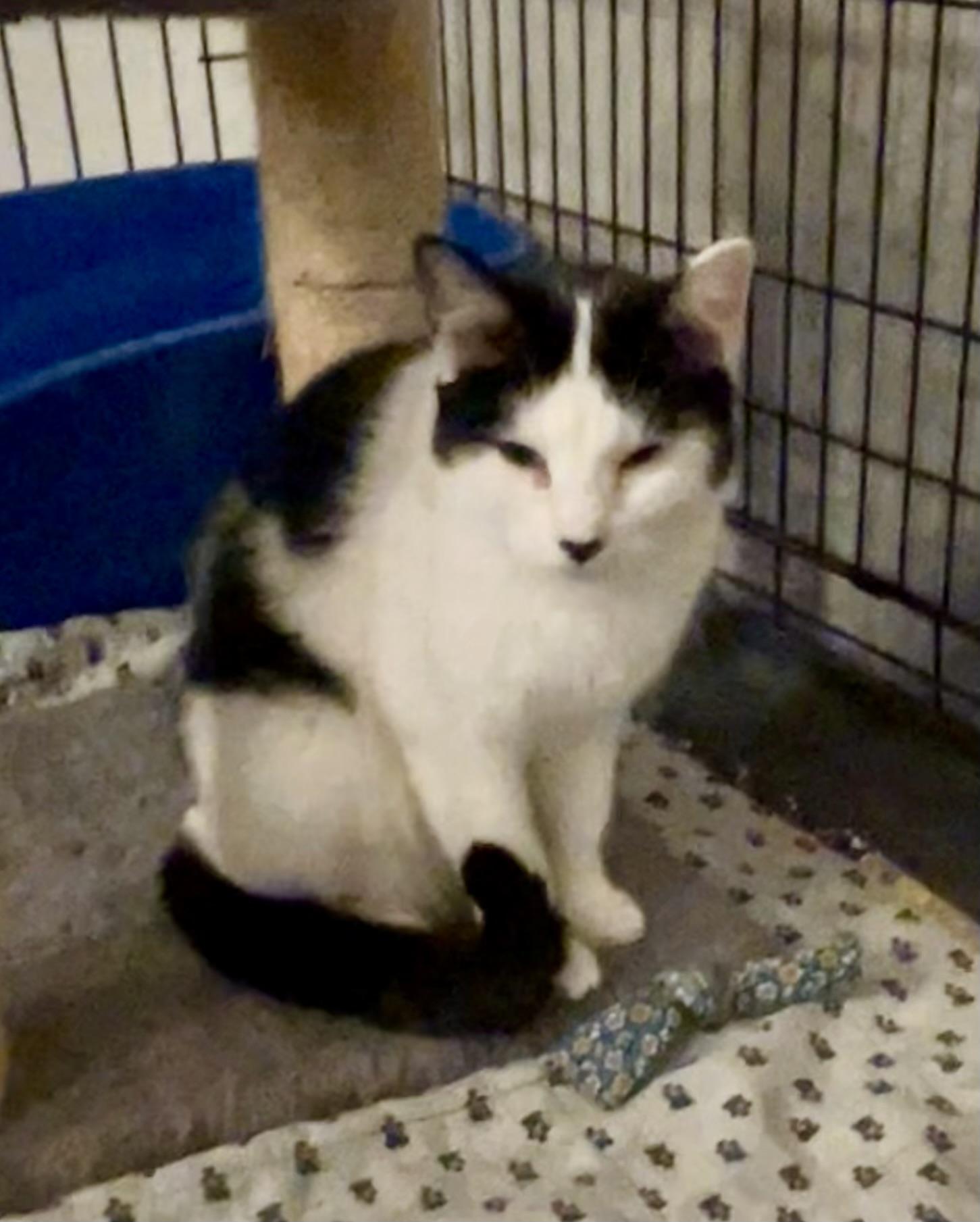 Enlarge DAZZLE, a Adoptable Domestic Short Hair in Lake Ozark, MO image 2/2