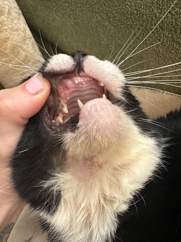 Tuxy, Adoptable, Senior Female Manx.