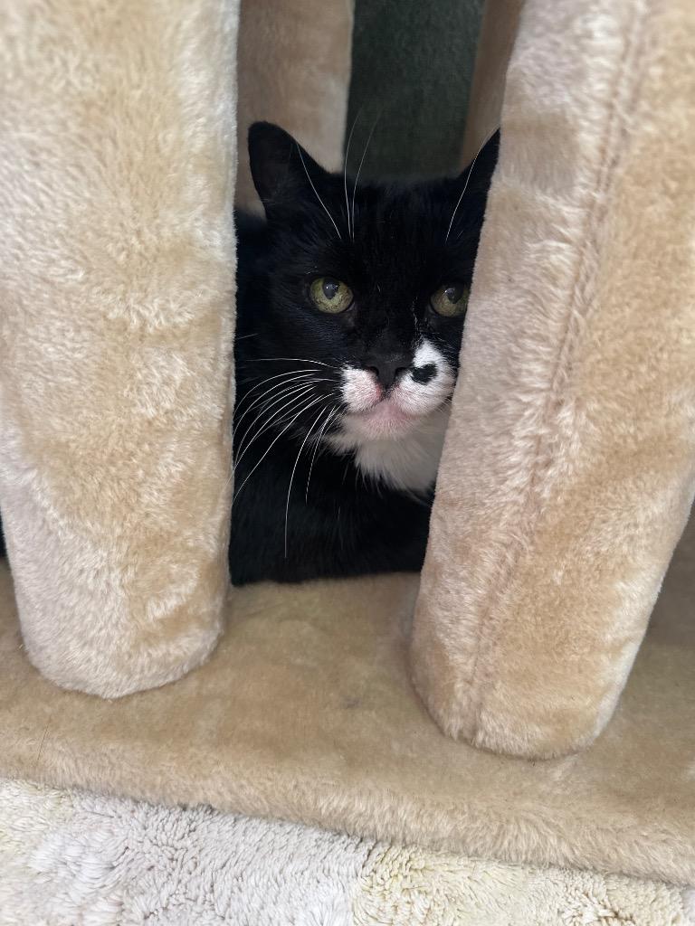 Enlarge Tuxy, a Adoptable Manx in Richmond, BC image 2/2