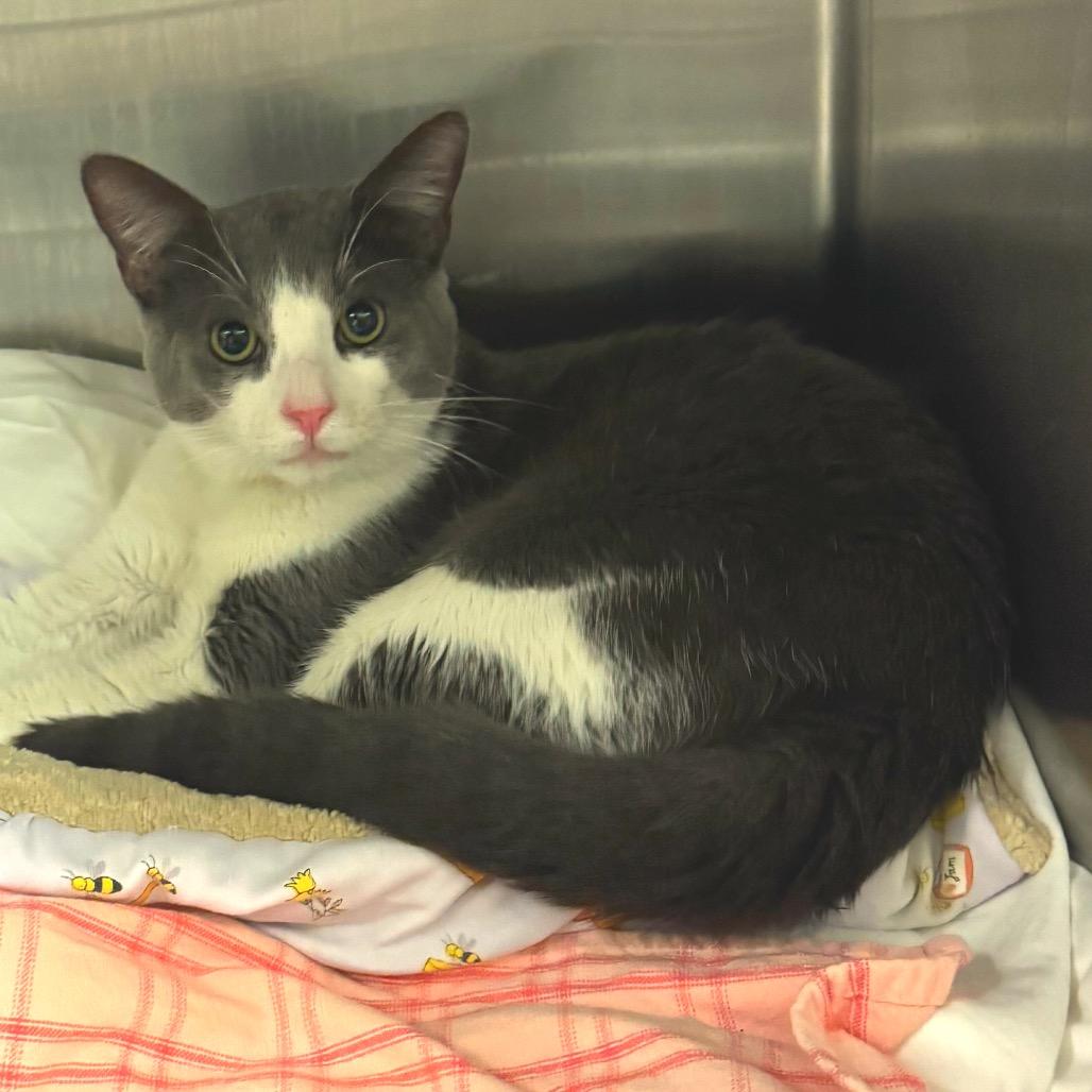 Lazlo — thumbnail 2