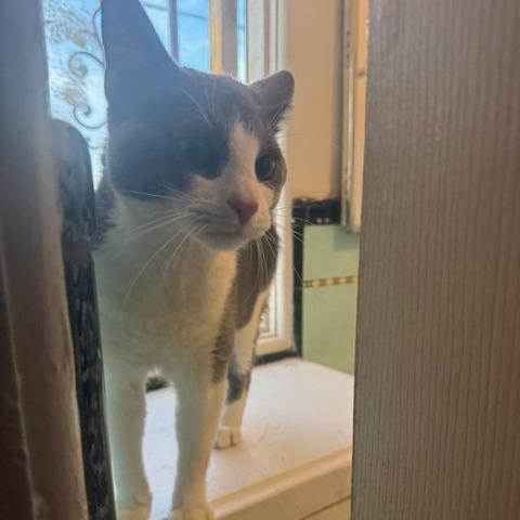 Lazlo — thumbnail 3