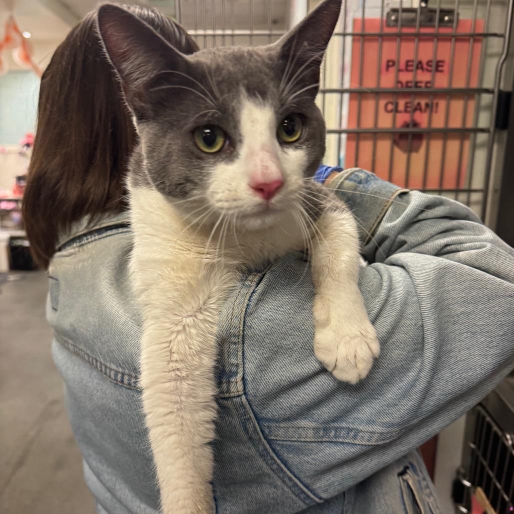 Lazlo — thumbnail 4