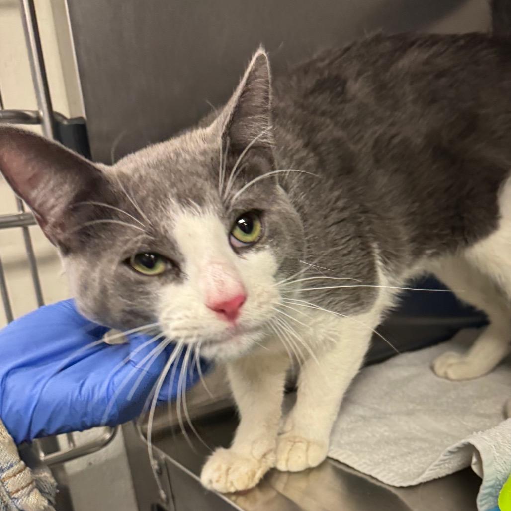 Lazlo — thumbnail 5