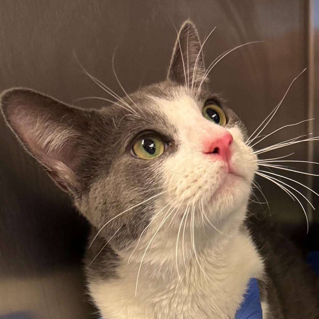 Lazlo — thumbnail 6