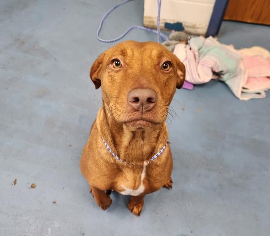 Enlarge GEMMA GUMDROPS, a Adoptable mixed breed in Pensacola, FL image 1/1