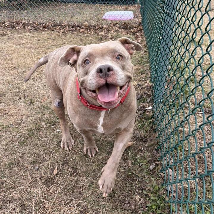 Enlarge Shyla (In Foster), a Adoptable Mixed Breed in Vineland, NJ image 1/4