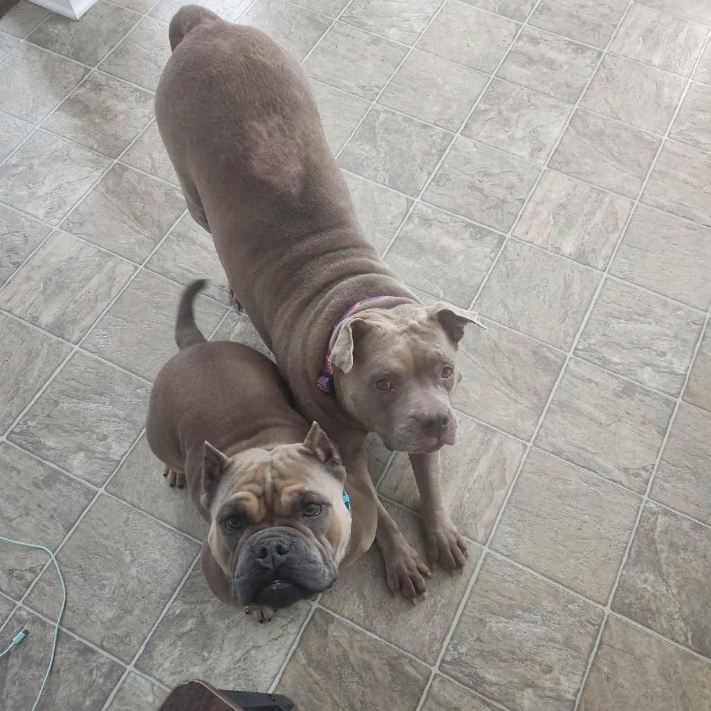 Enlarge Shyla (In Foster), a Adoptable Mixed Breed in Vineland, NJ image 2/4