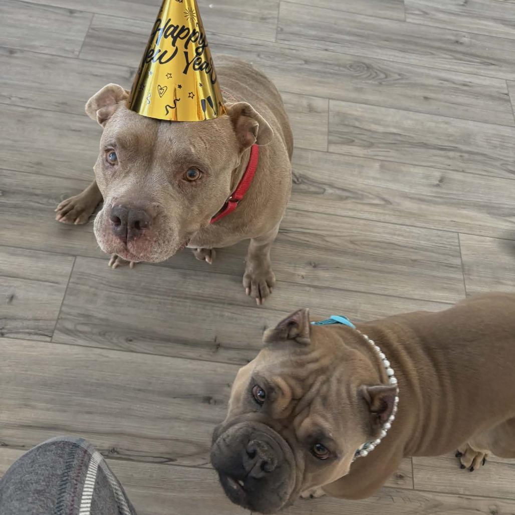 Enlarge Shyla (In Foster), a Adoptable Mixed Breed in Vineland, NJ image 3/4