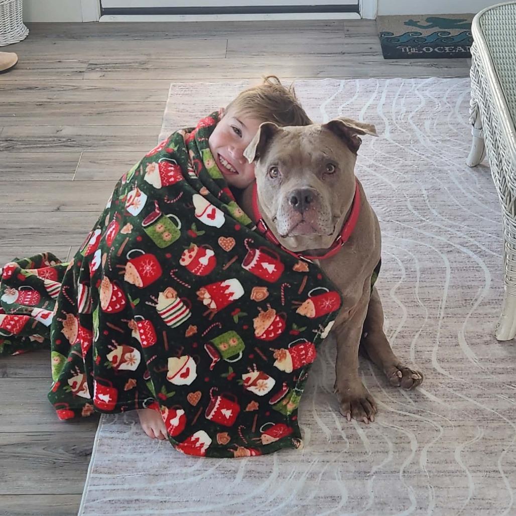 Enlarge Shyla (In Foster), a Adoptable Mixed Breed in Vineland, NJ image 4/4