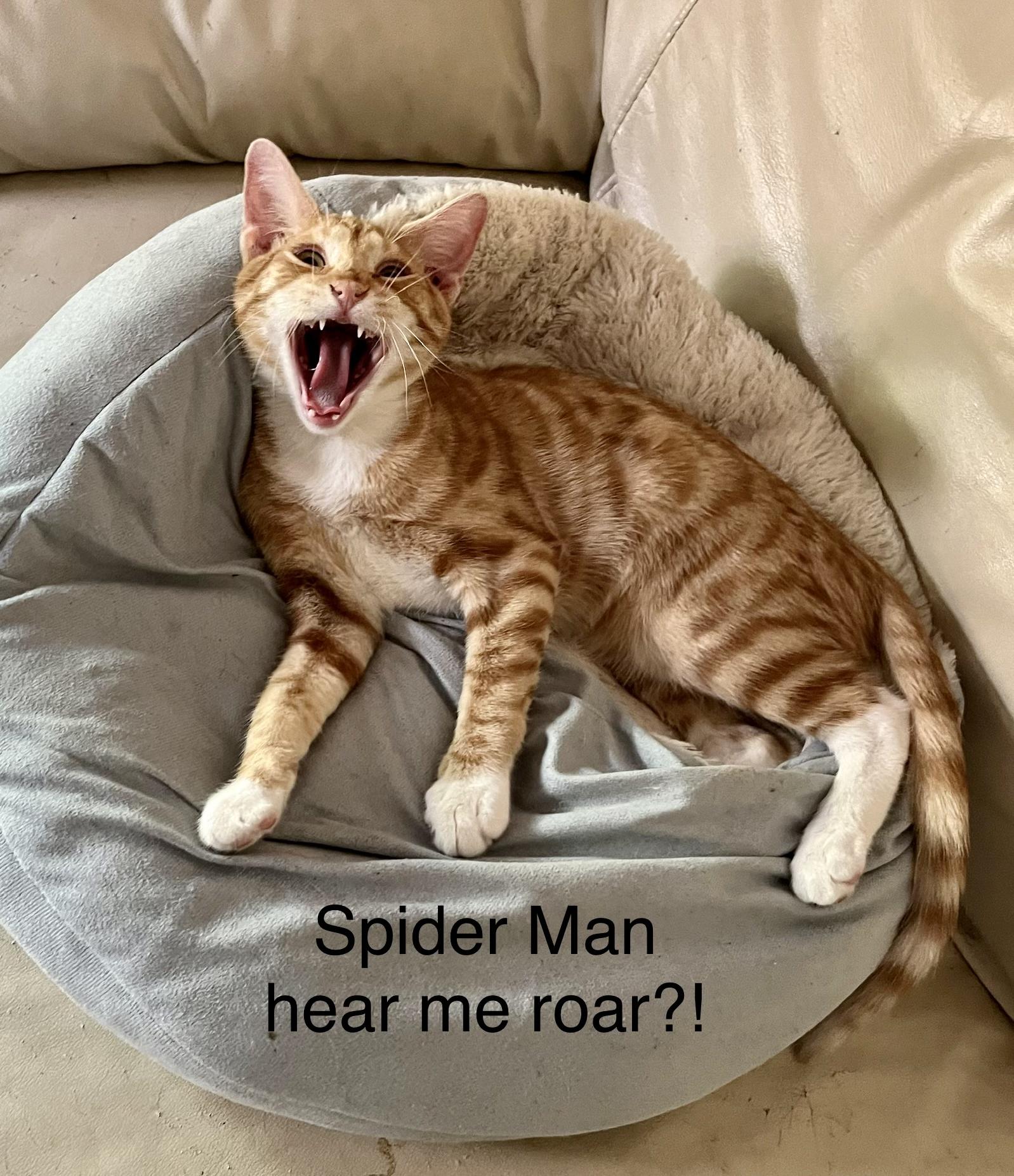 Looking for a Hero? Adopt Spider-Man, the Affectionate American Shorthair!, a Adoptable American Shorthair in Tustin, CA image 3/5