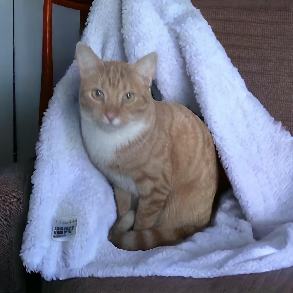 Looking for a Hero? Adopt Spider-Man, the Affectionate American Shorthair!, a Adoptable American Shorthair in Tustin, CA image 1/5