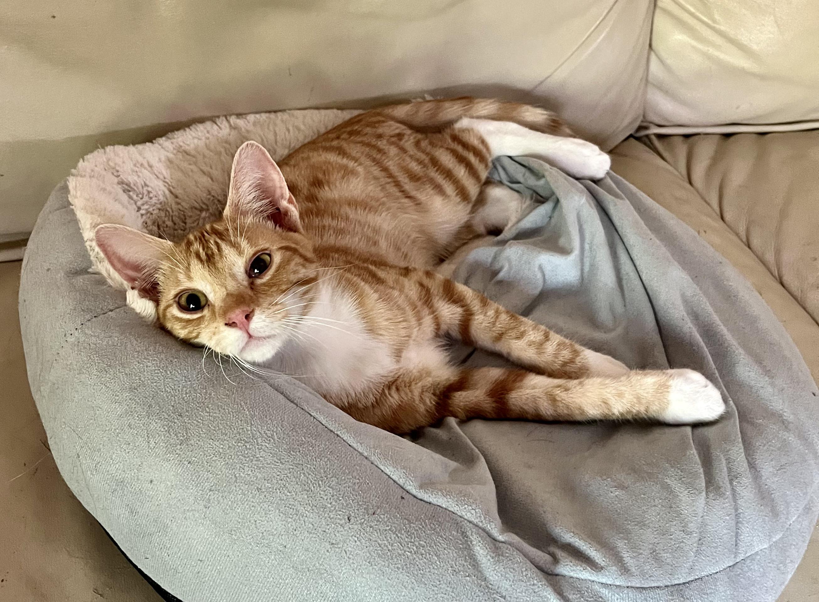 Looking for a Hero? Adopt Spider-Man, the Affectionate American Shorthair!