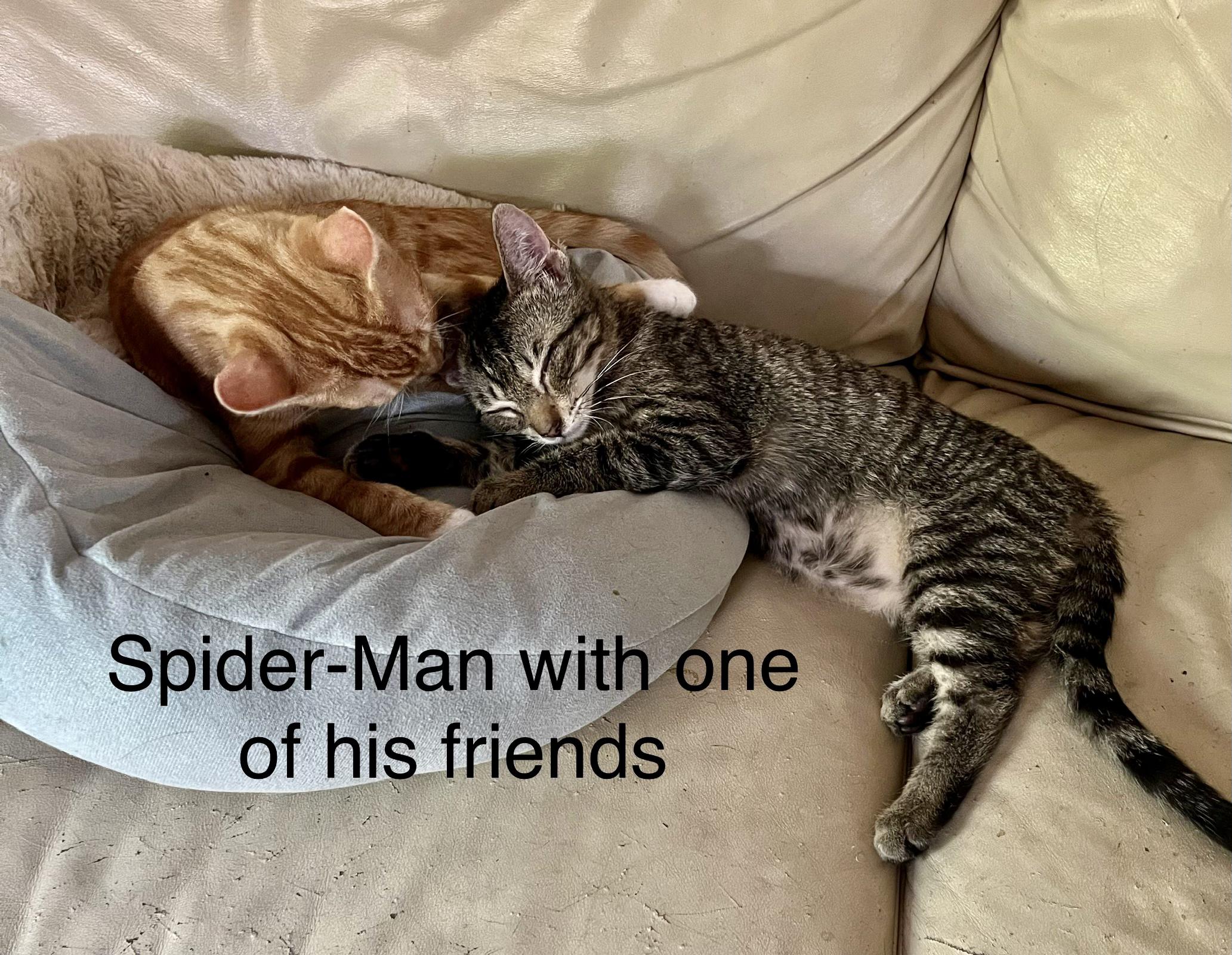 Looking for a Hero? Adopt Spider-Man, the Affectionate American Shorthair!