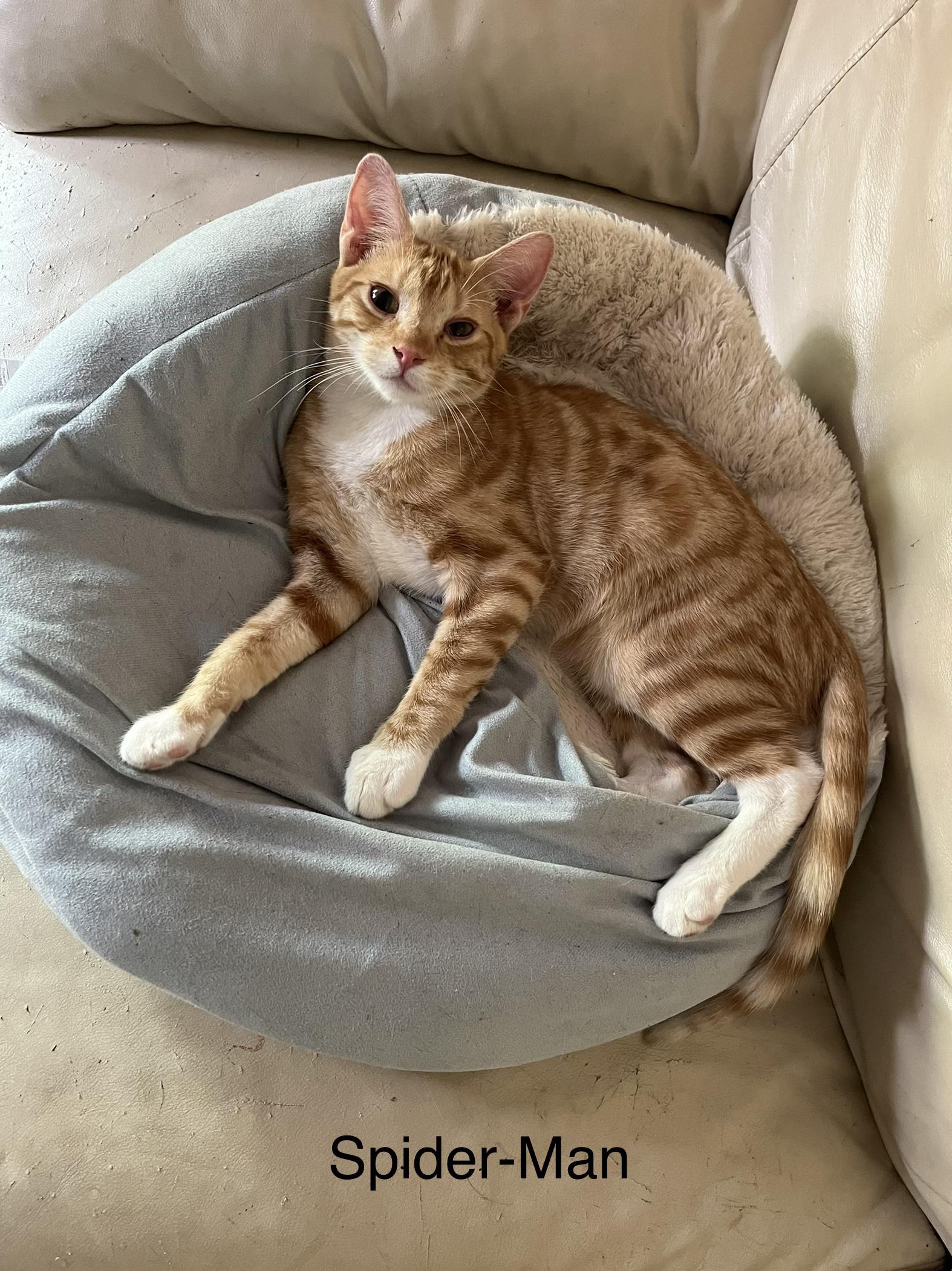 Looking for a Hero? Adopt Spider-Man, the Affectionate American Shorthair!, a Adoptable American Shorthair in Tustin, CA image 4/5