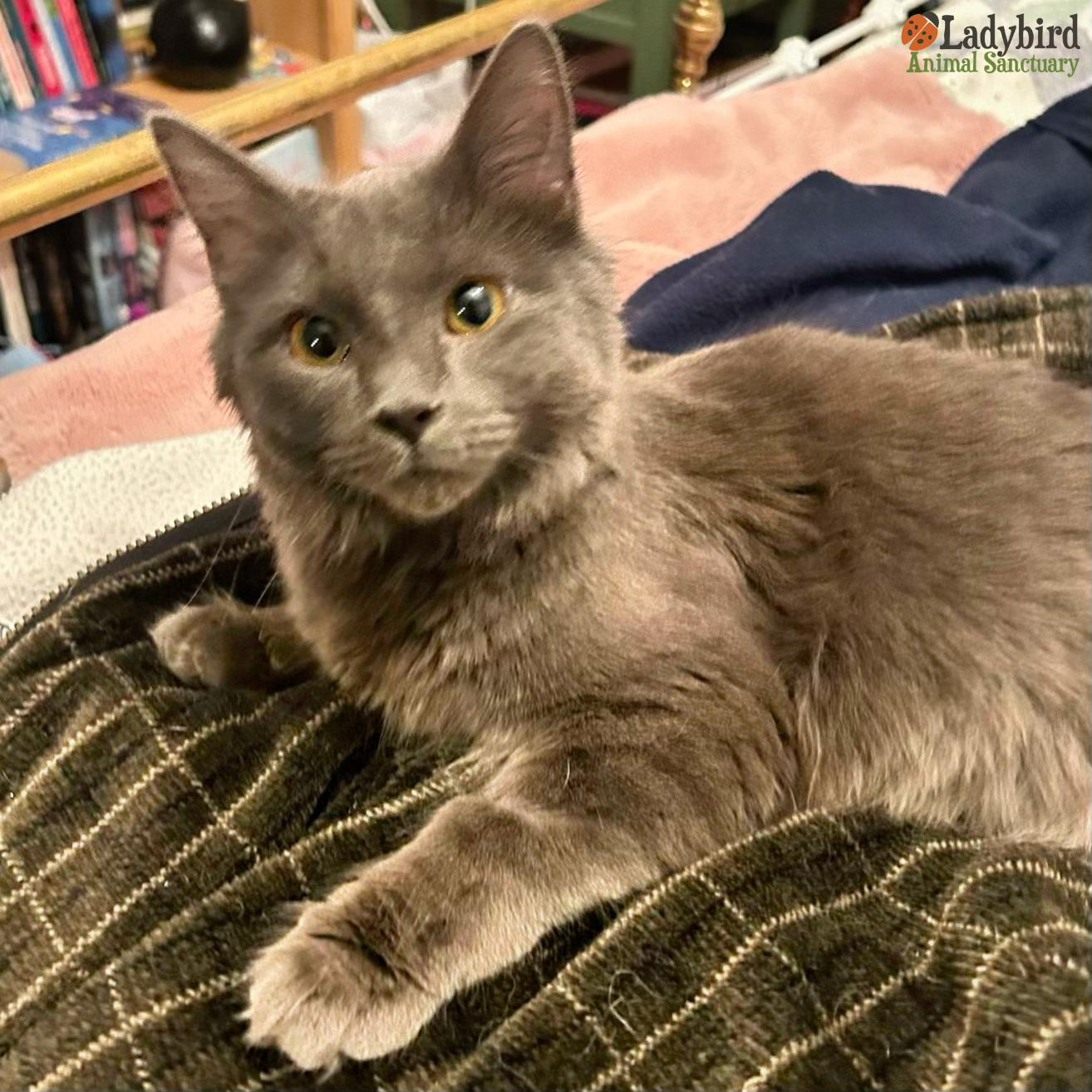 Penelope, an adopted mixed breed in Hamilton, ON image 3/6