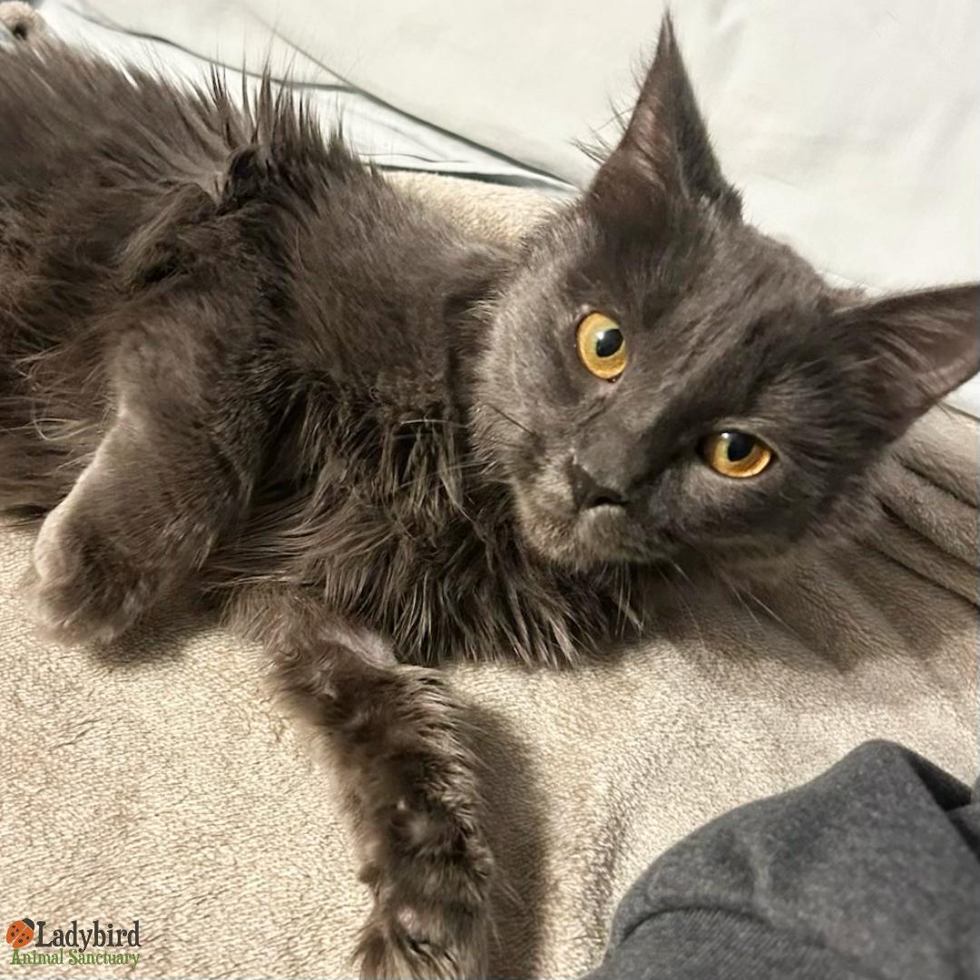 Penelope, an adopted mixed breed in Hamilton, ON image 4/6