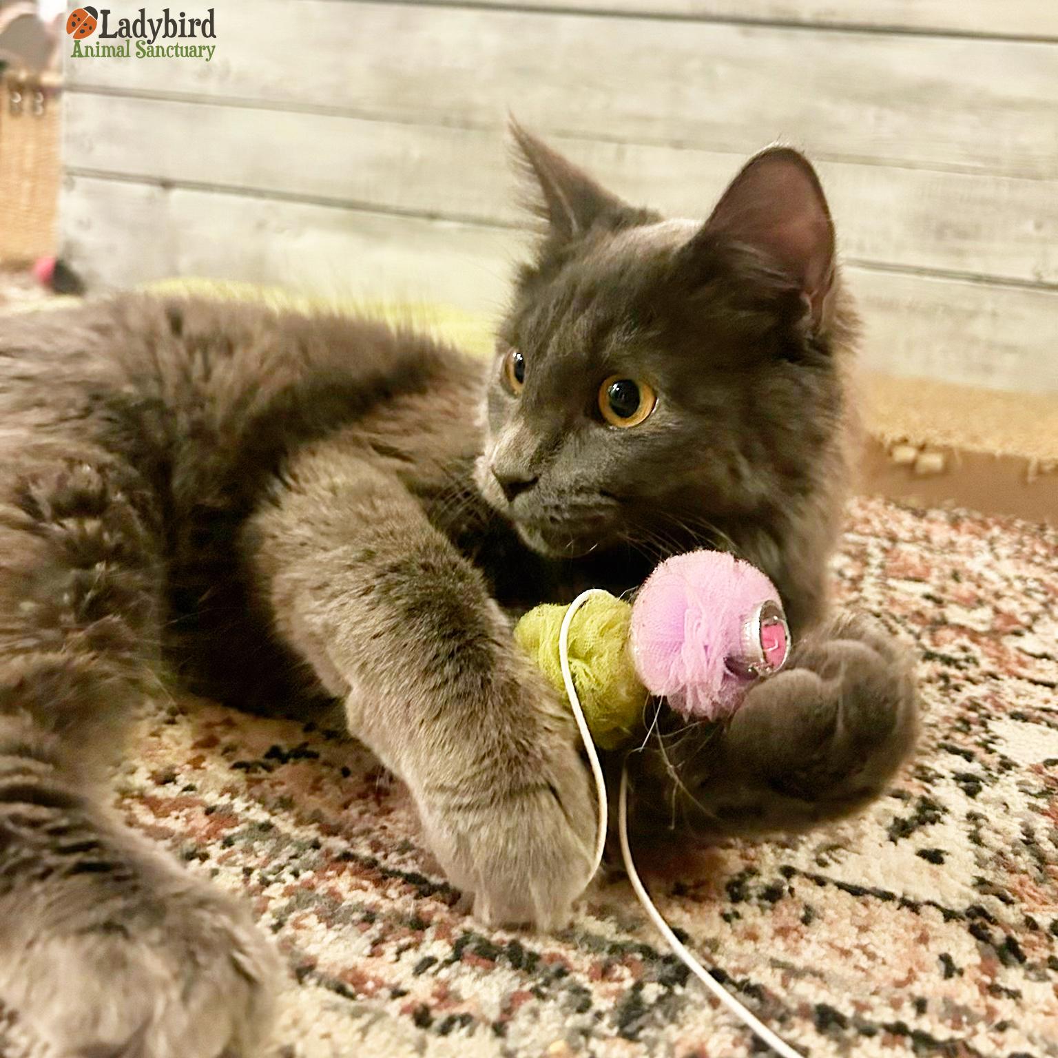 Penelope, an adopted mixed breed in Hamilton, ON image 2/6