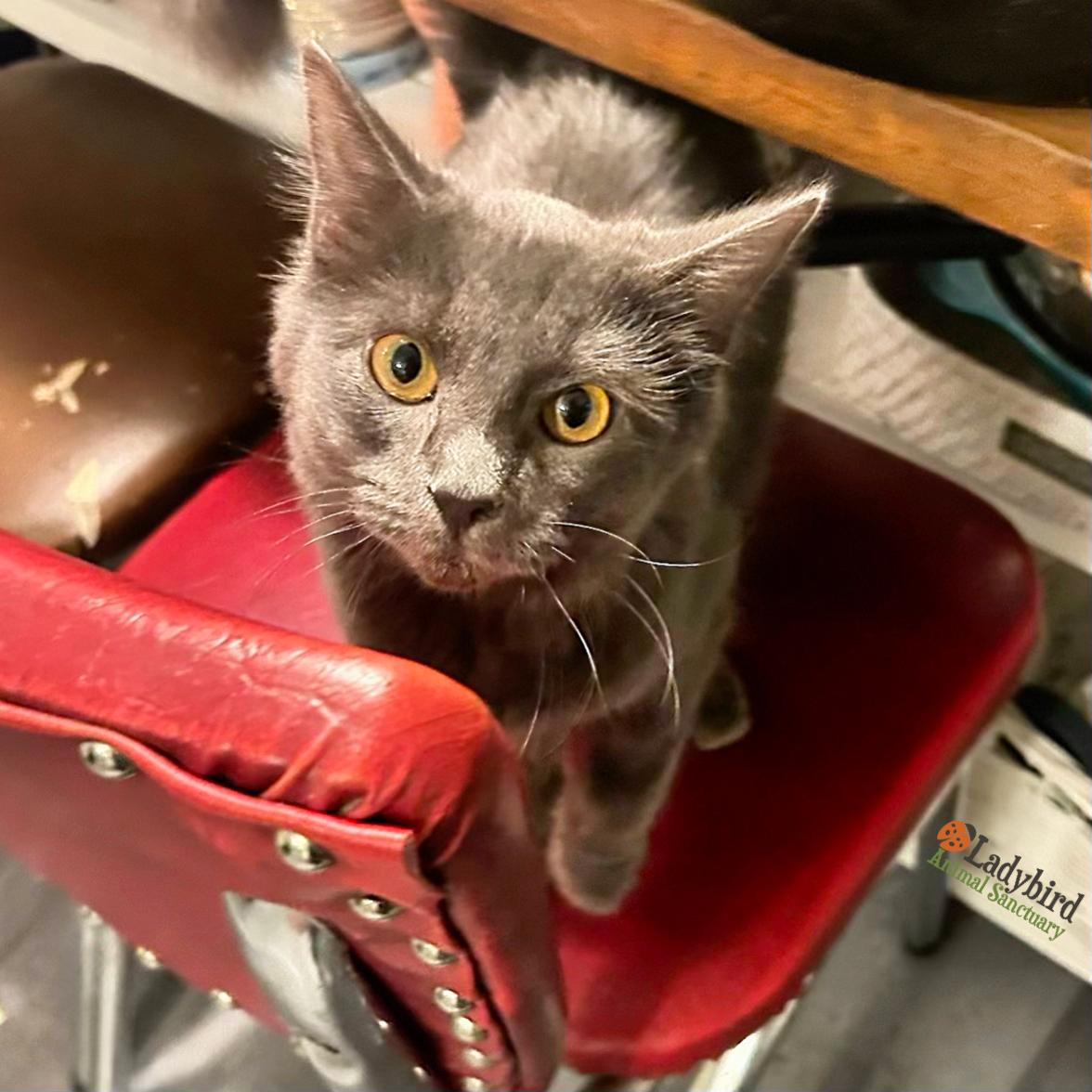 Penelope, an adopted mixed breed in Hamilton, ON image 5/6