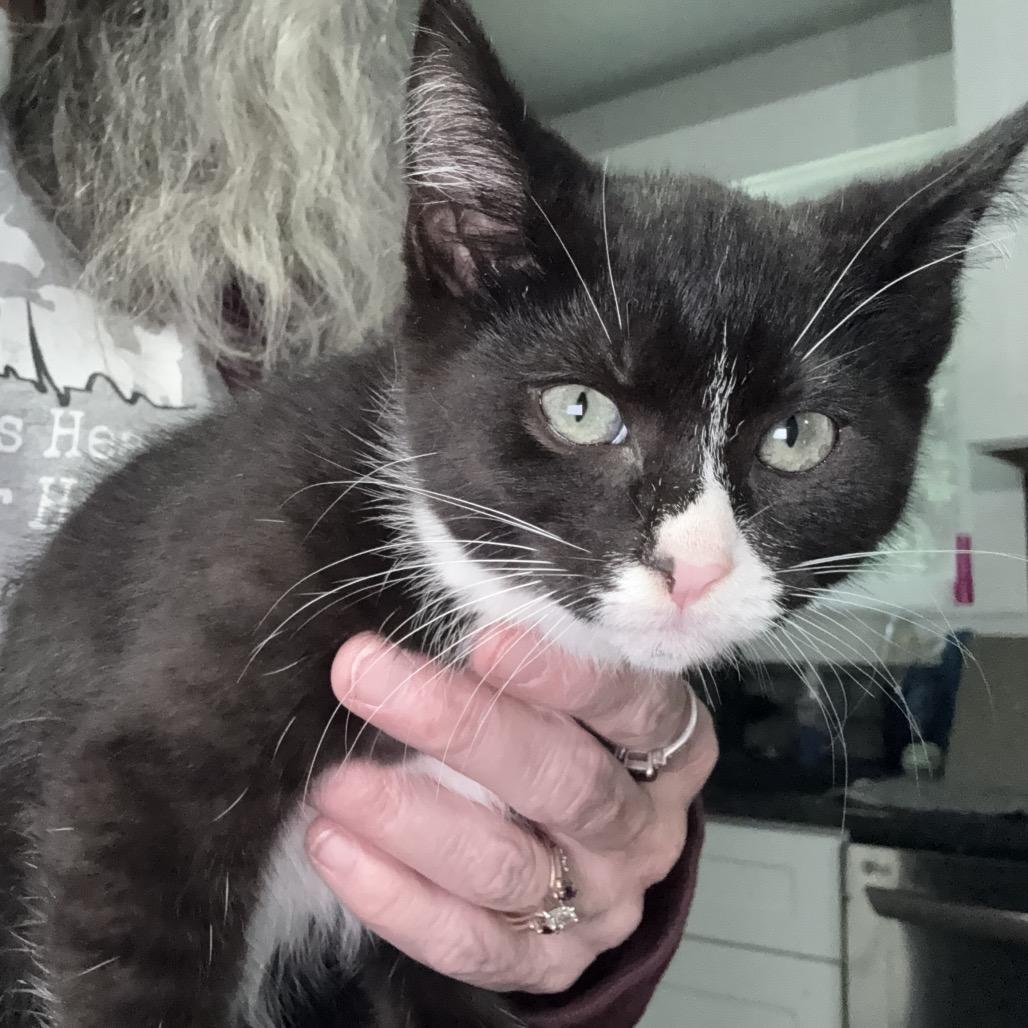 Sharon, a Adoptable Domestic Short Hair in Ferndale, WA image 1/2