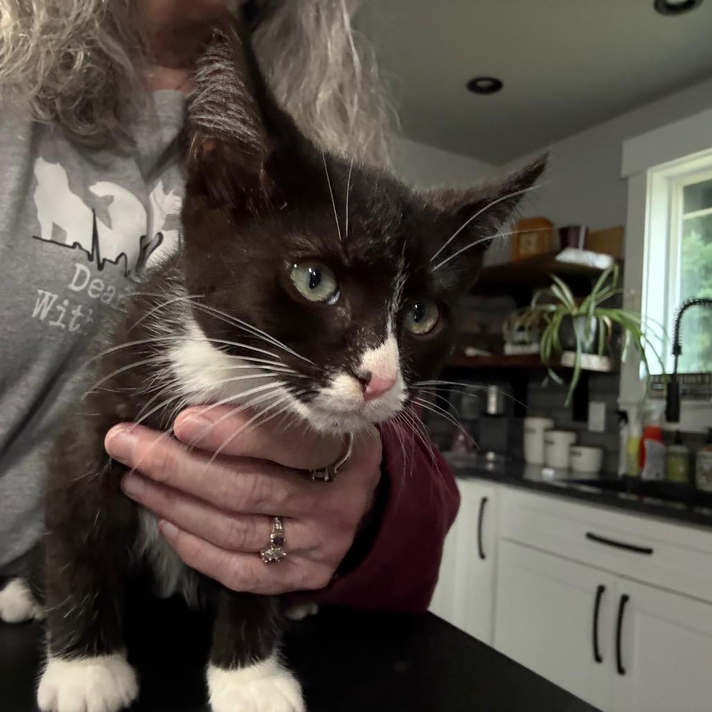 Sharon, a Adoptable Domestic Short Hair in Ferndale, WA image 2/2