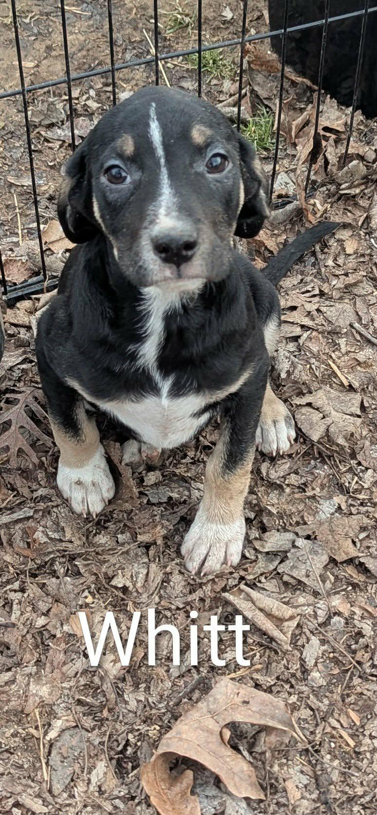 Whitt, a Adoptable mixed breed in Union, CT image 3/5