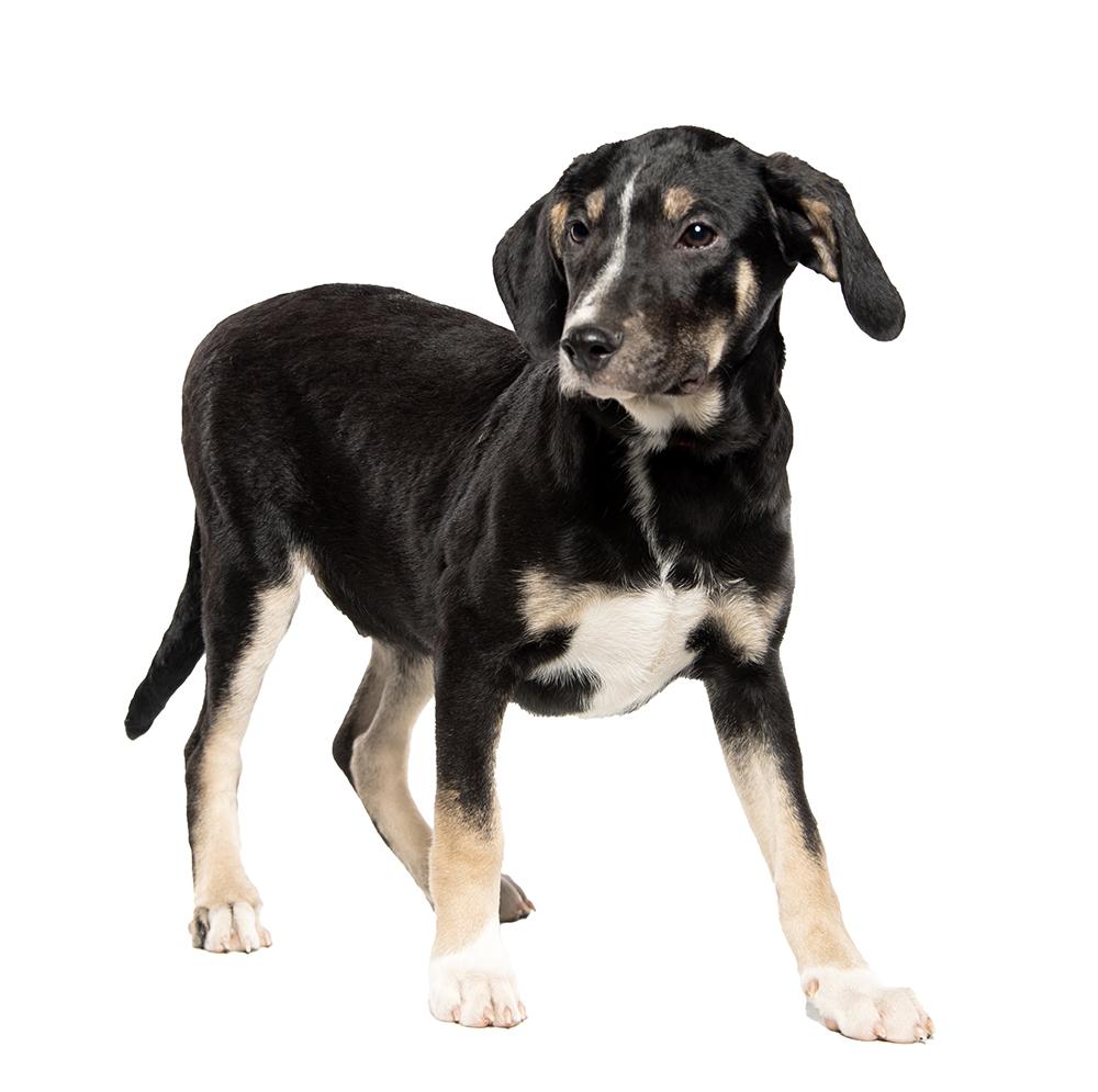 Enlarge Whitt, a Adoptable mixed breed in Union, CT image 2/6