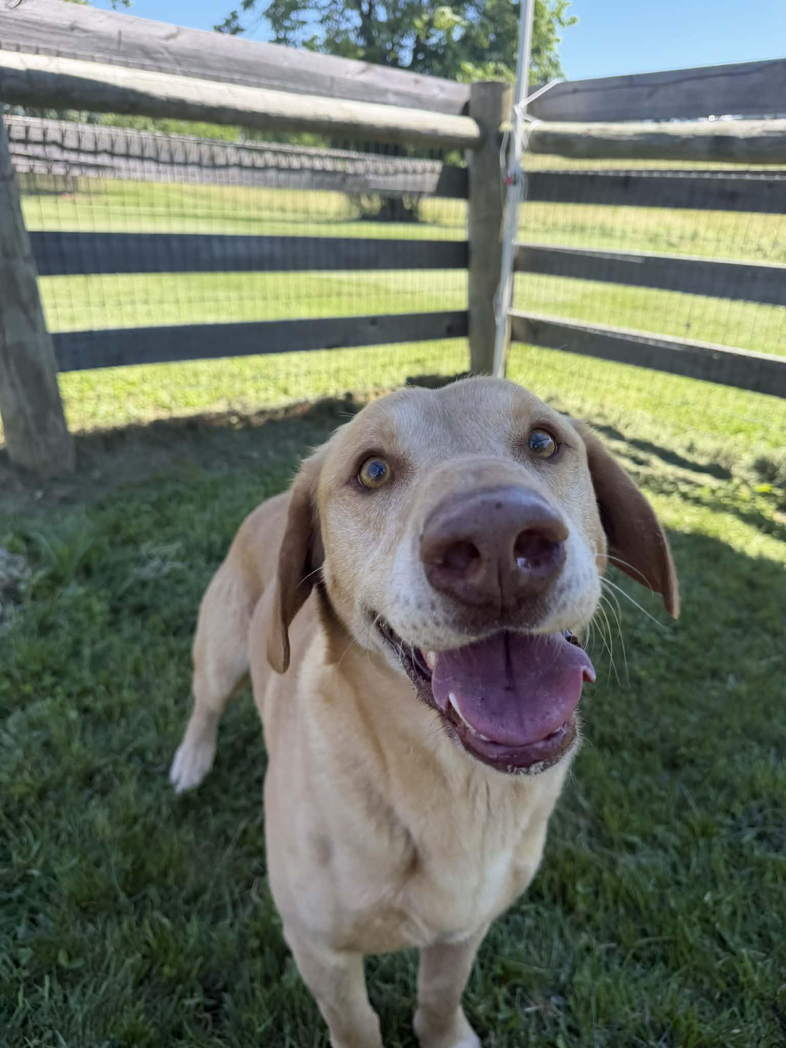 Moose, a ADOPTABLE Yellow Labrador Retriever in Shelbyville, KY image 1/5