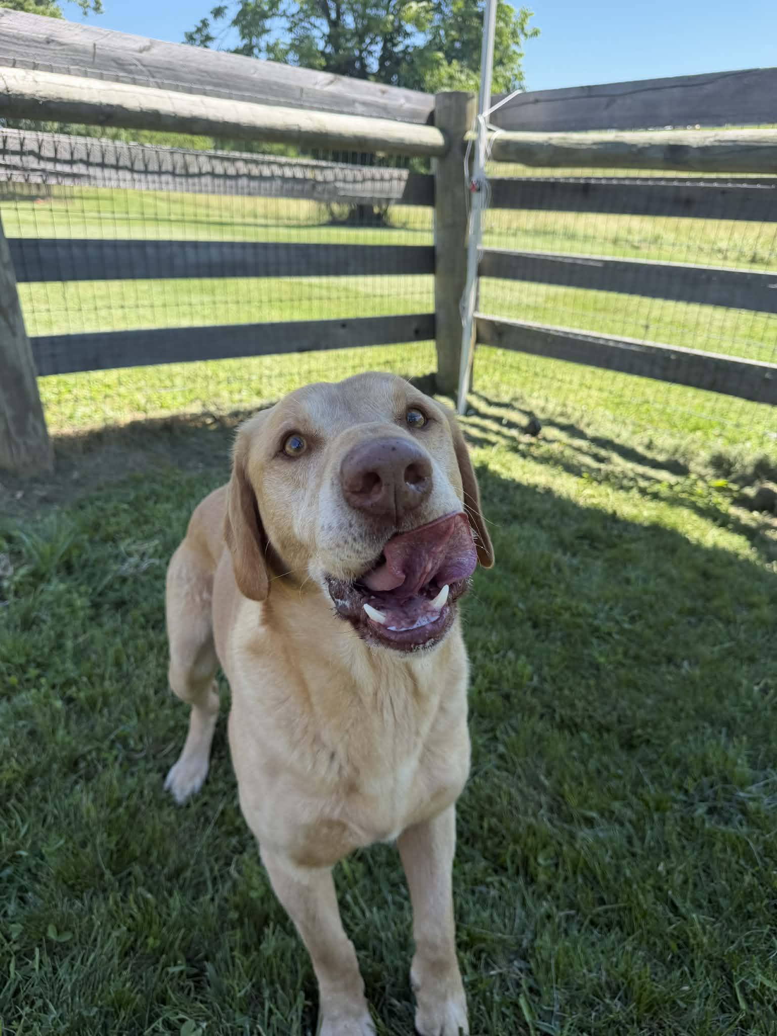Moose, a ADOPTABLE Yellow Labrador Retriever in Shelbyville, KY image 2/5