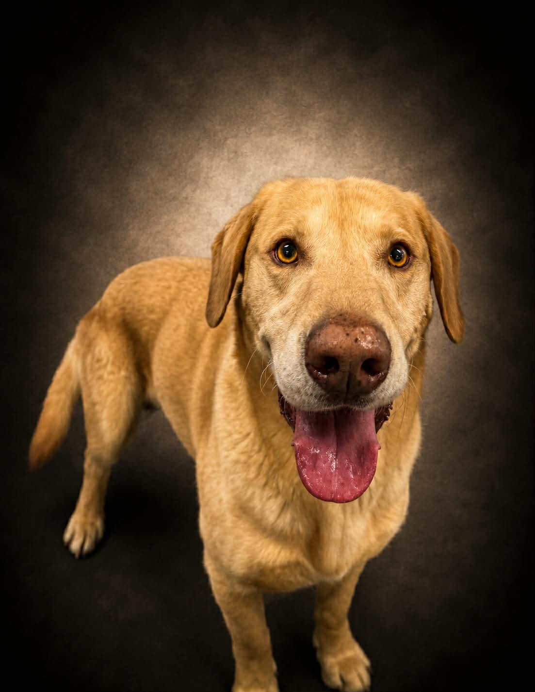 Moose, a ADOPTABLE Yellow Labrador Retriever in Shelbyville, KY image 4/5