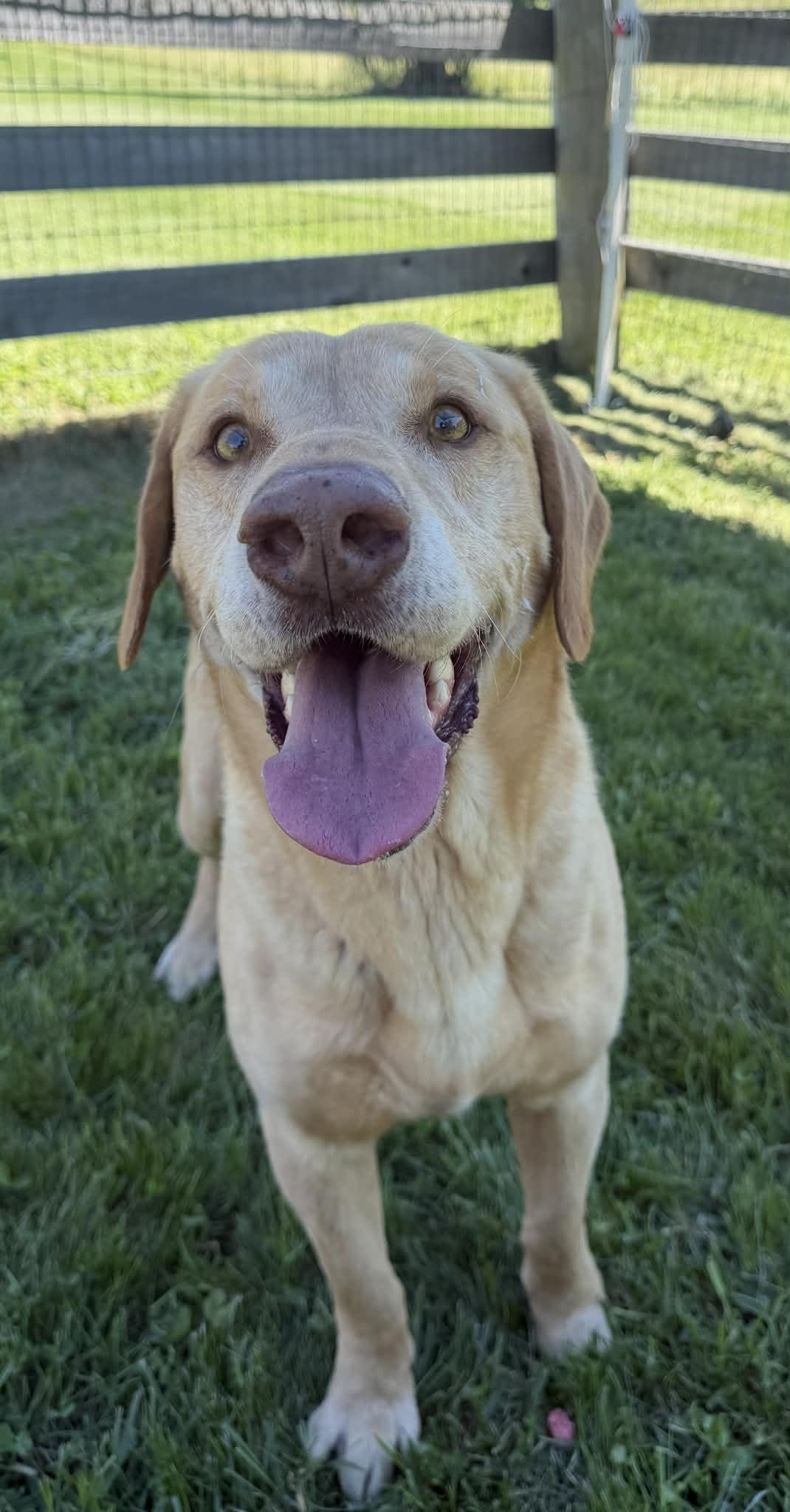 Moose, a ADOPTABLE Yellow Labrador Retriever in Shelbyville, KY image 5/5